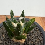 Ariocarpus bravoanus【アリオカルプス・ブラボアナス・実生】