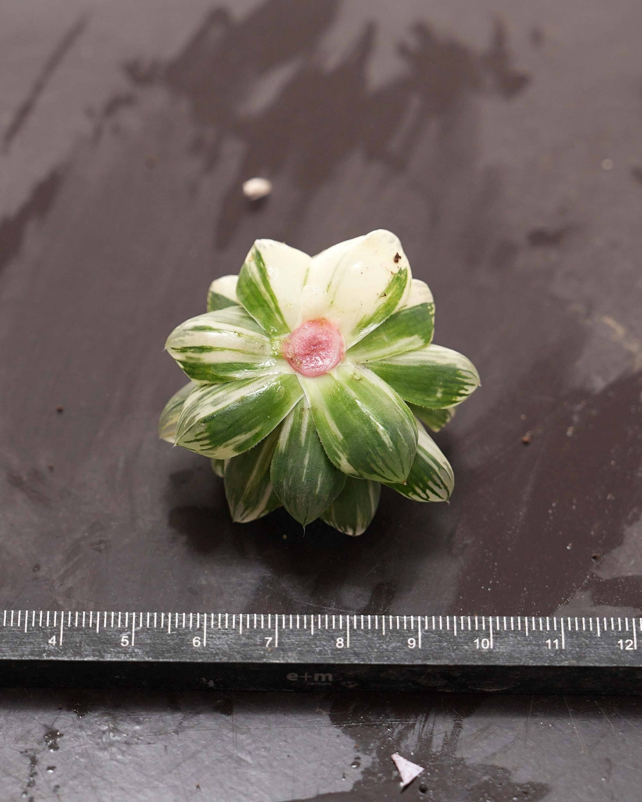 新鮮カット苗 オブツーサ錦 花火 上斑 限定1株 Haworthia 'Hanabi'
