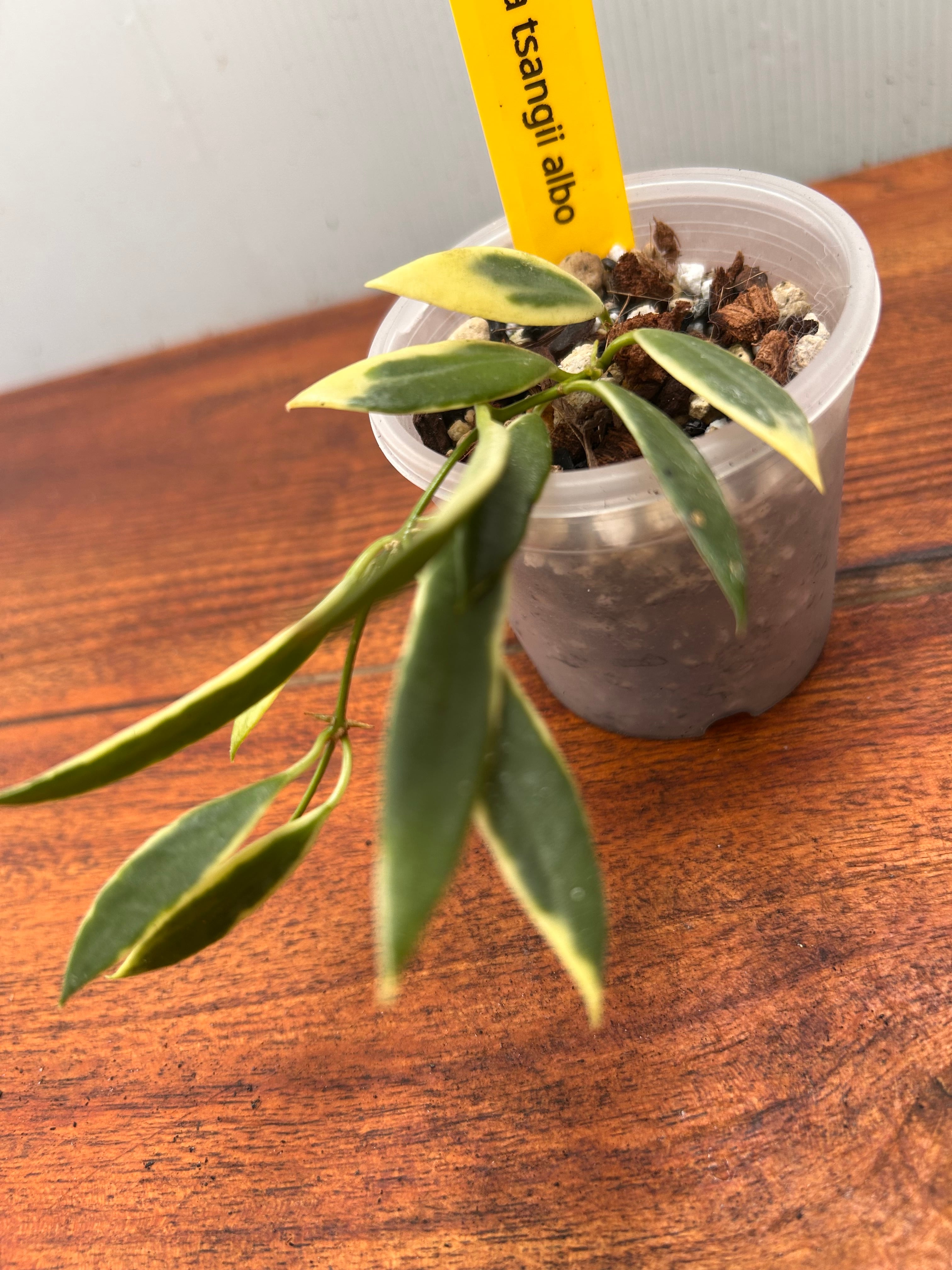 Hoya | BALI-AN 園芸