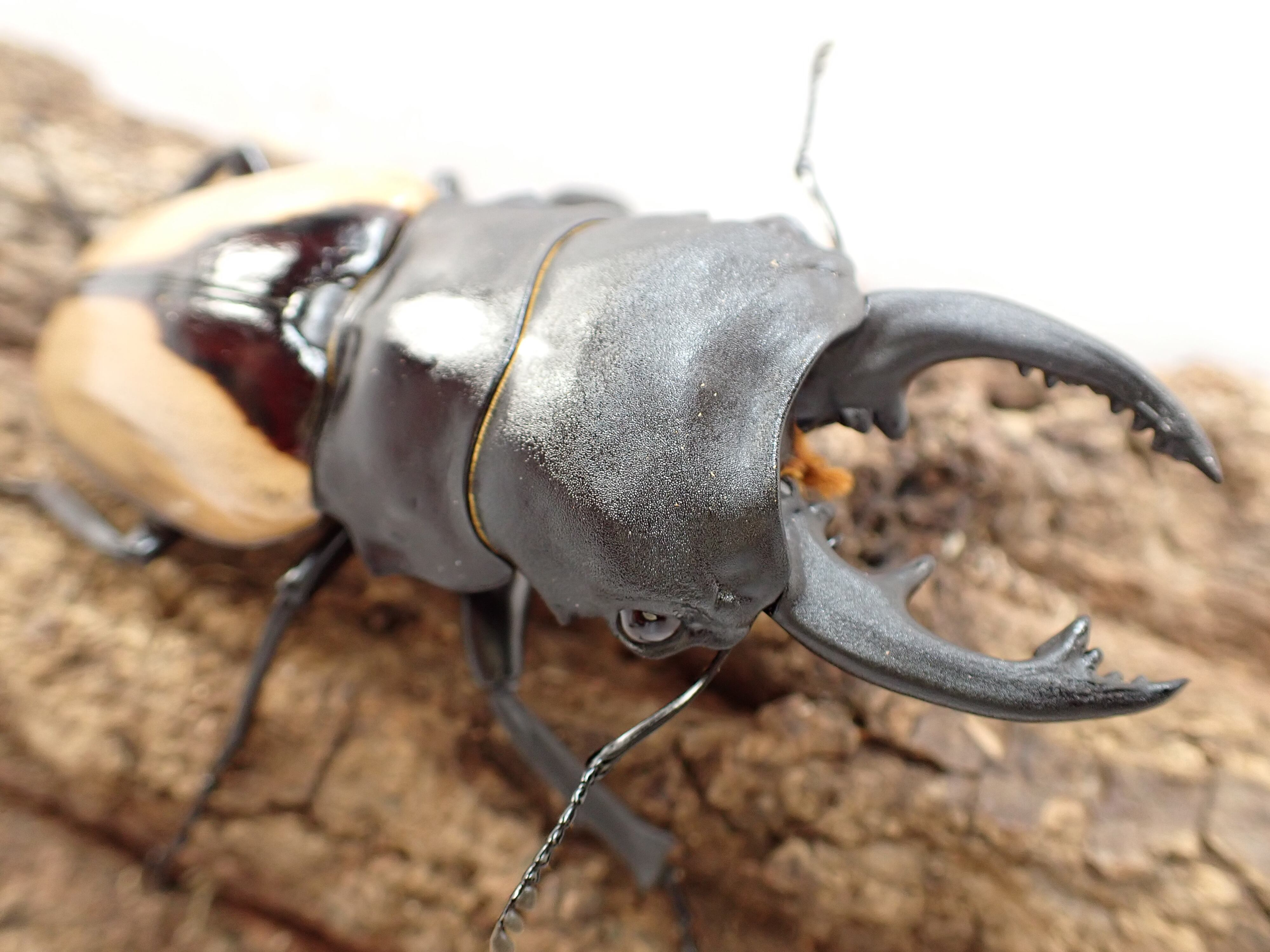 飼育品 | クワガタTOP GUN