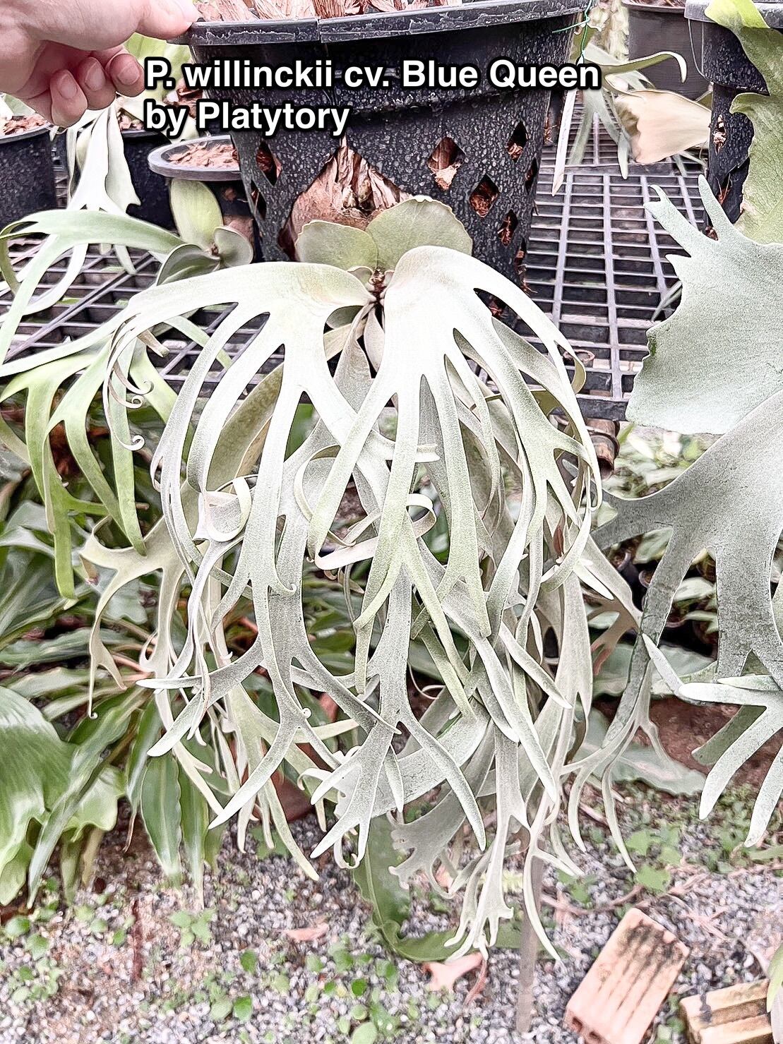 P.willinckii cv.Blue Queen (Pup)【artPLANTs】 ビカクシダ ...