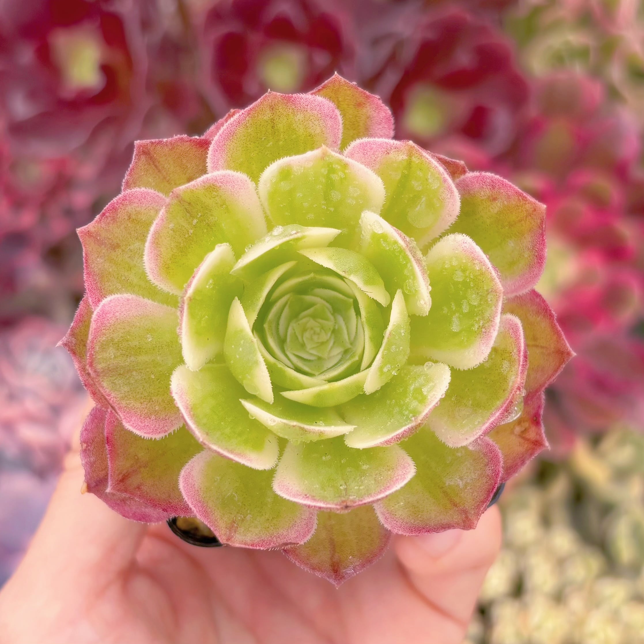 現物　水墨画#A84　るる農園