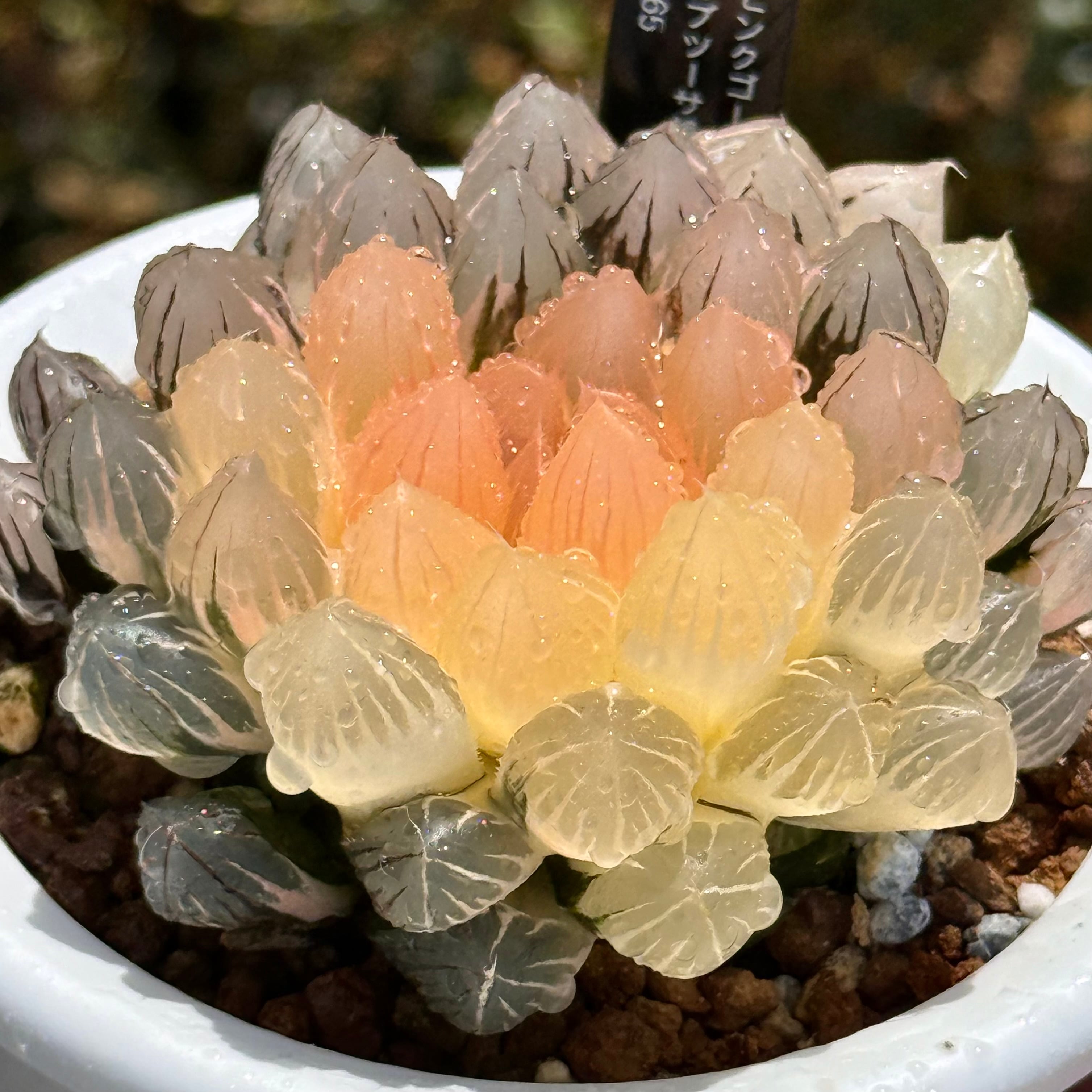 紫王オブツーサ錦 B157 糊斑超美株 | 珍しいハオ楽園