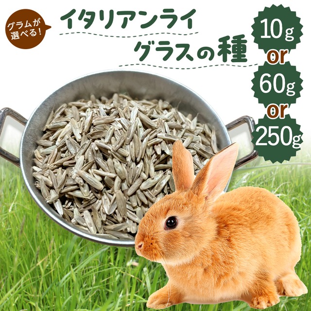 牧草王国 牧草の種 イタリアンライグラス 10g