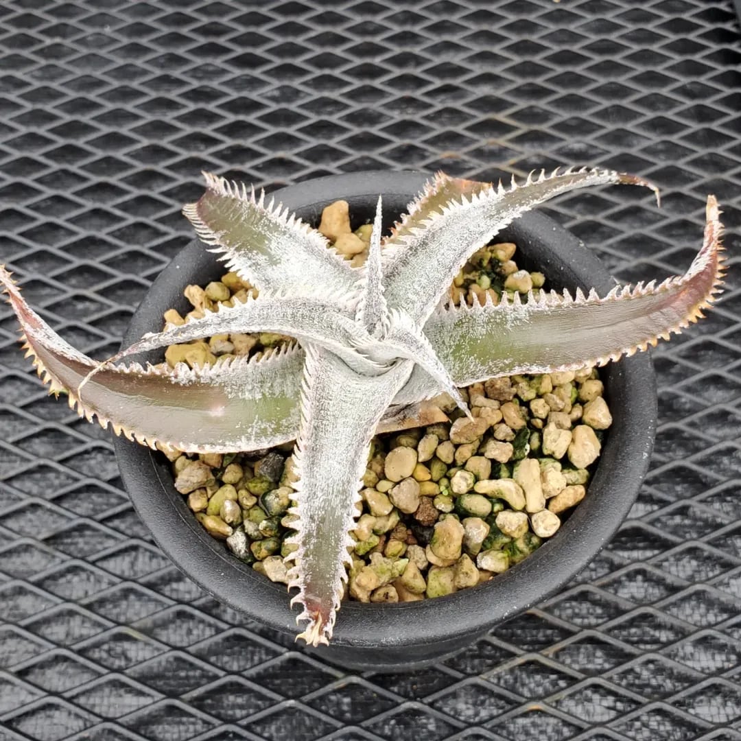 F00551_Dyckia 'Wasabi' (BCR:13644)：ディッキア・ワサビ（子株