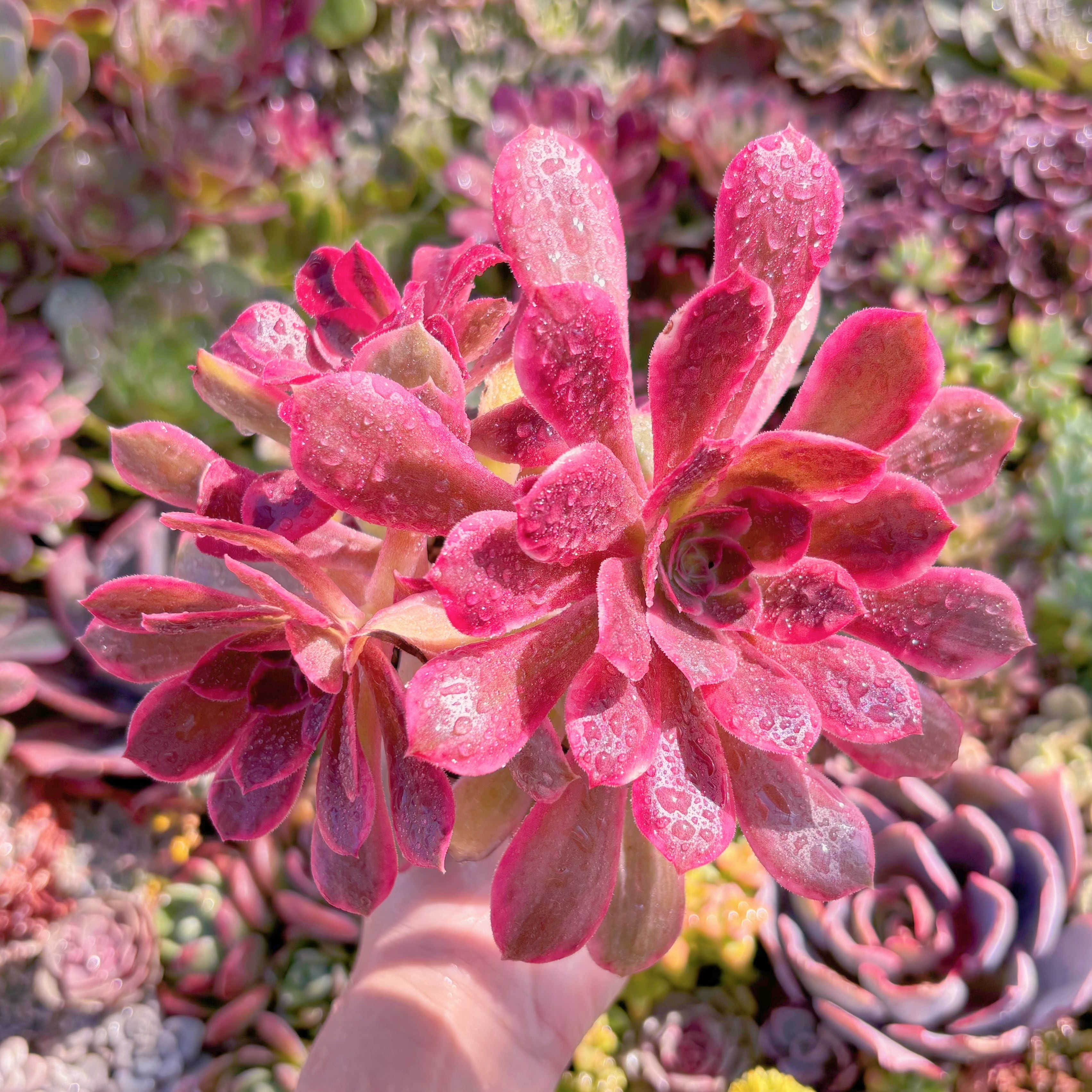 現品　新品種　浣沙錦#030　新入荷　るる農園