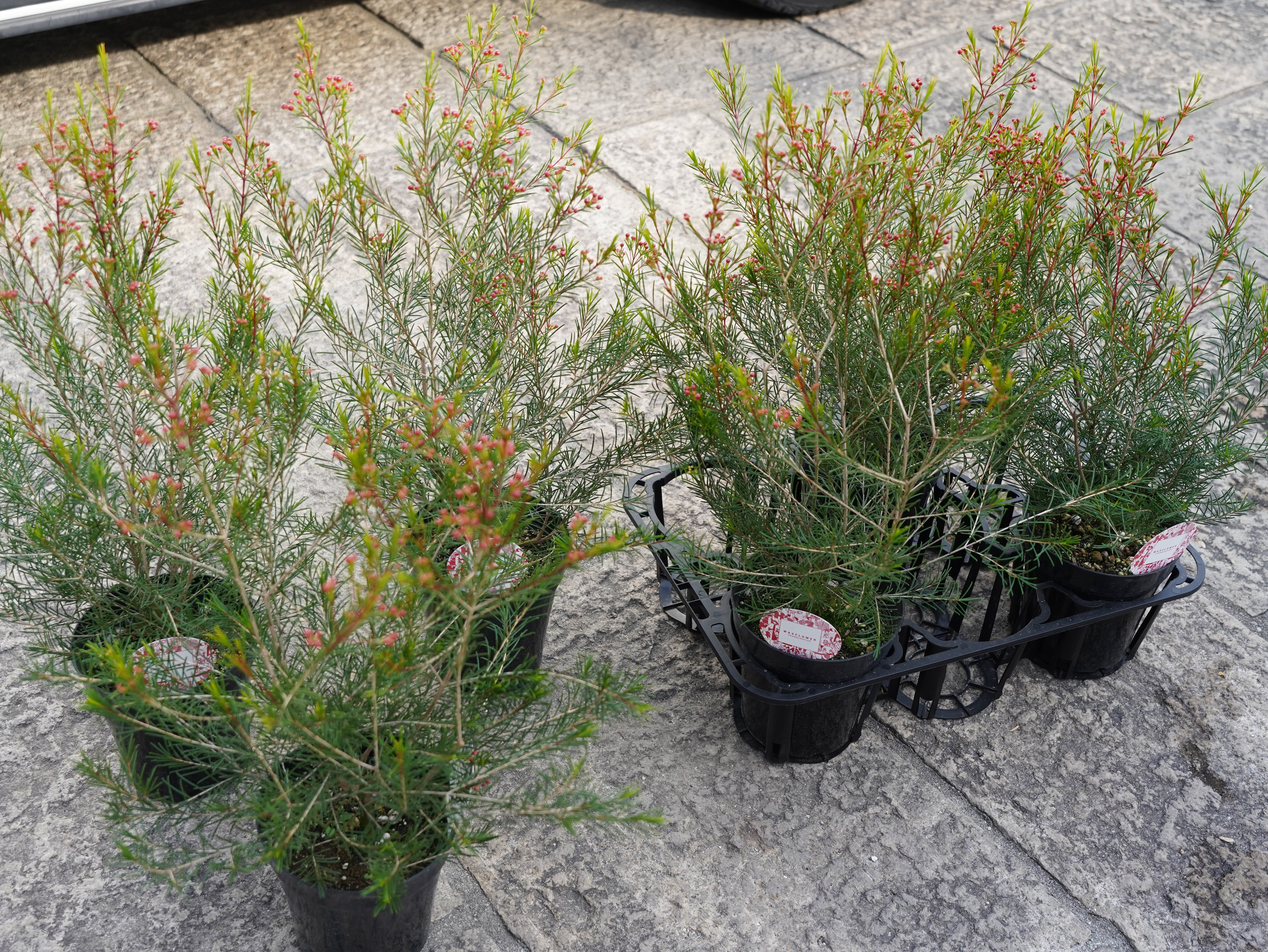 ワックスフラワー