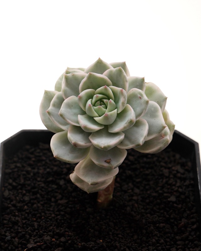 カット苗 白牡丹錦 Graptoveria 'Hakubotan Variegated'