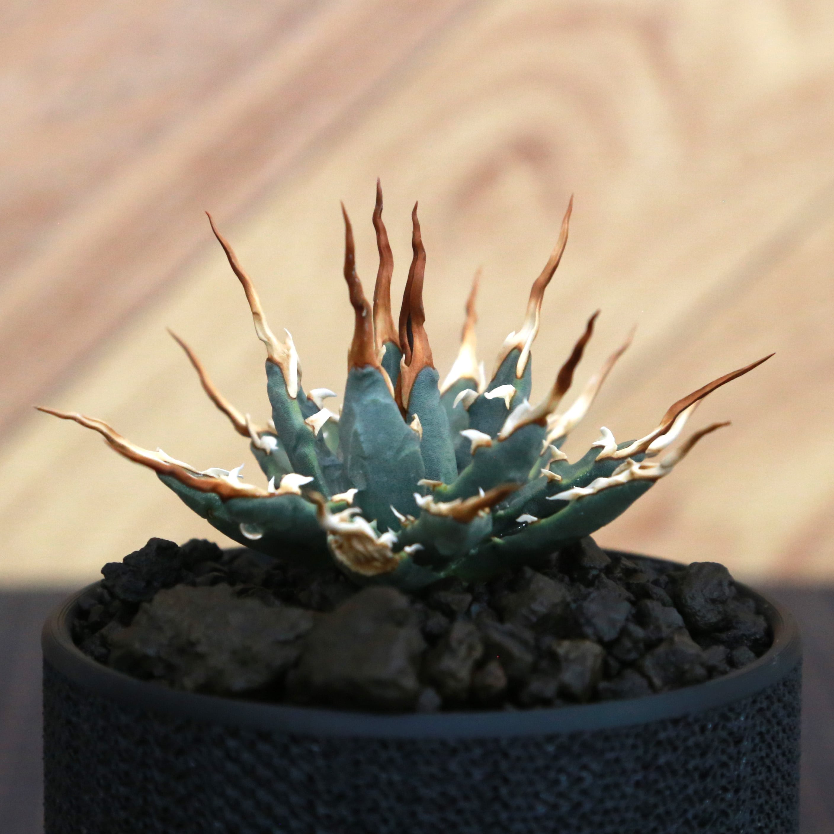 アガベ　エボリスピナ　実生選抜　A152 Agave utahensis eborispina アガベ エボリスピナ（実生3年・陽炎・短