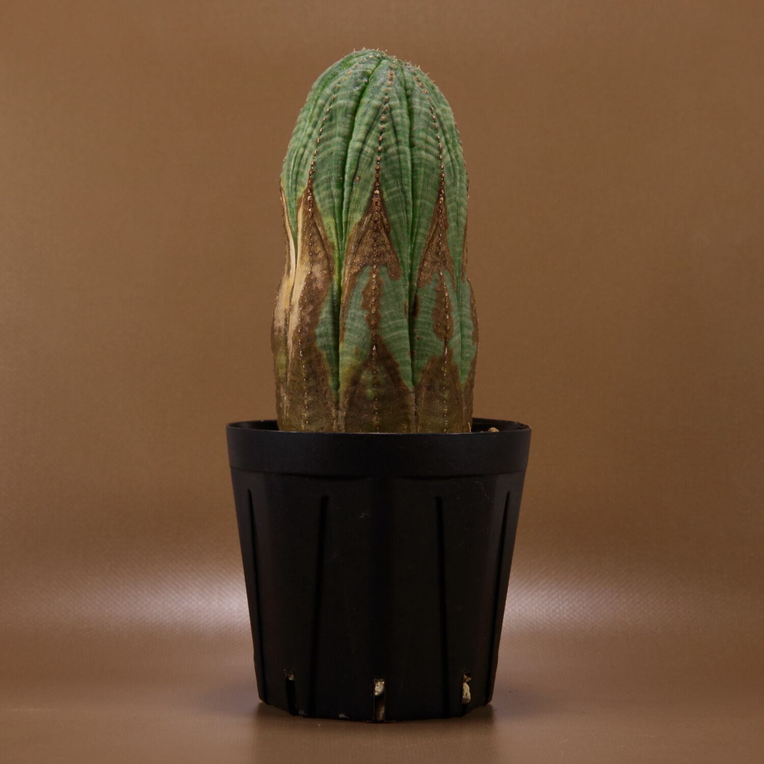 ユーフォルビアオベサ木質化極上株 ユーフォルビアオベサ木質化極上株