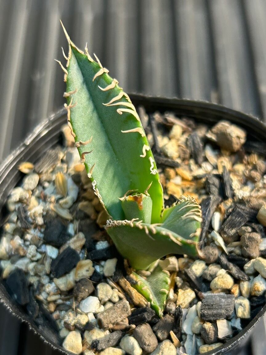 【 27 】oteroi seedling ②