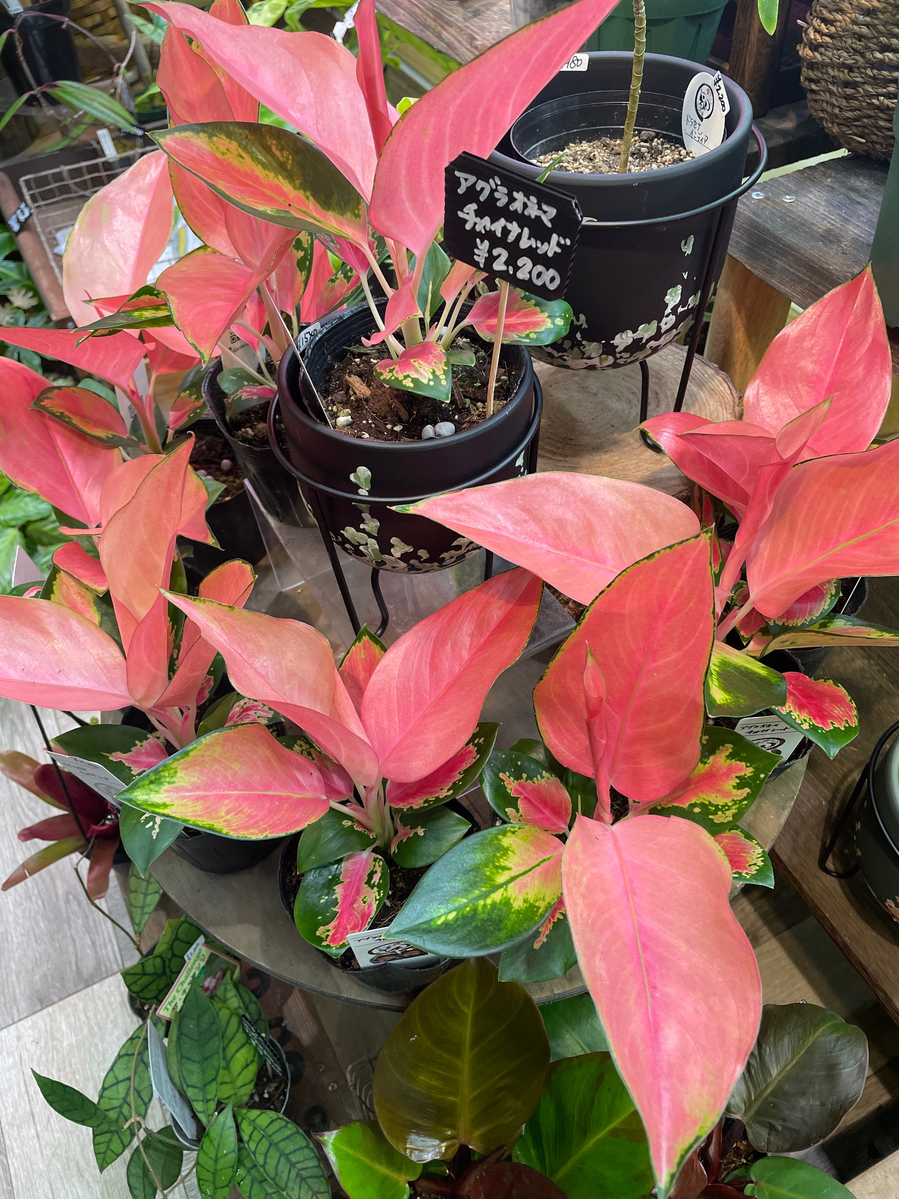 アグラオネマ ご注文分