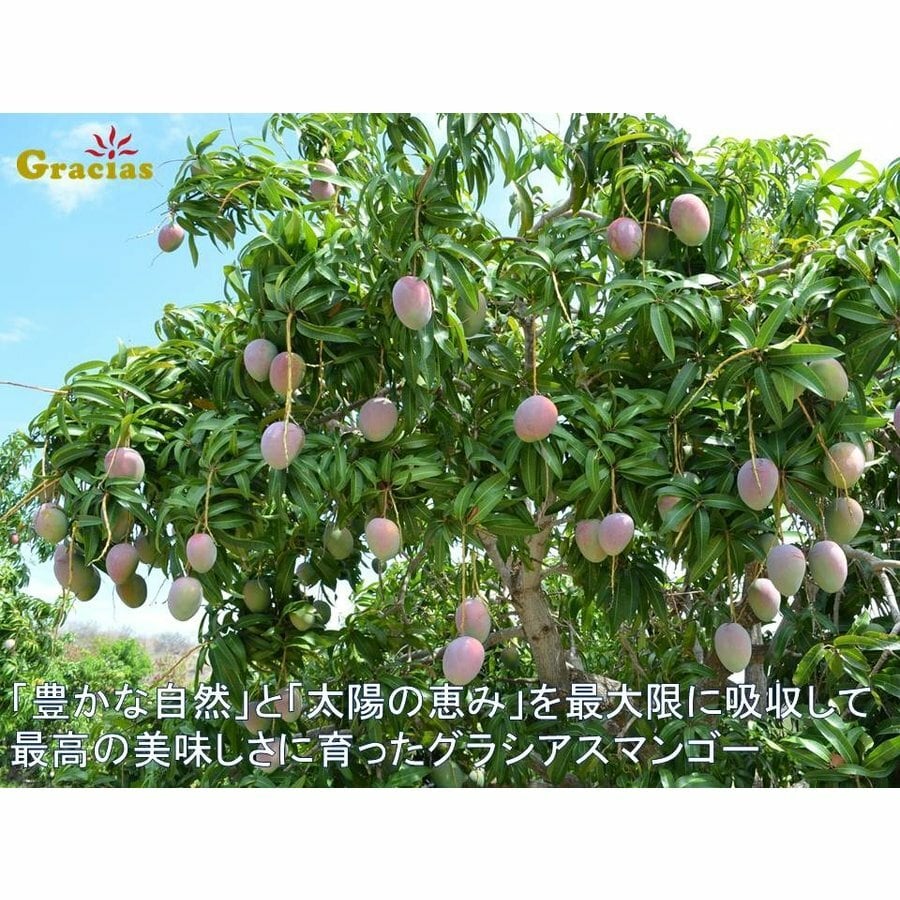 ３ｌ ４l特大４個 グラシアスマンゴー メキシコ産ケント種 送料込 レインボーフレッシュ