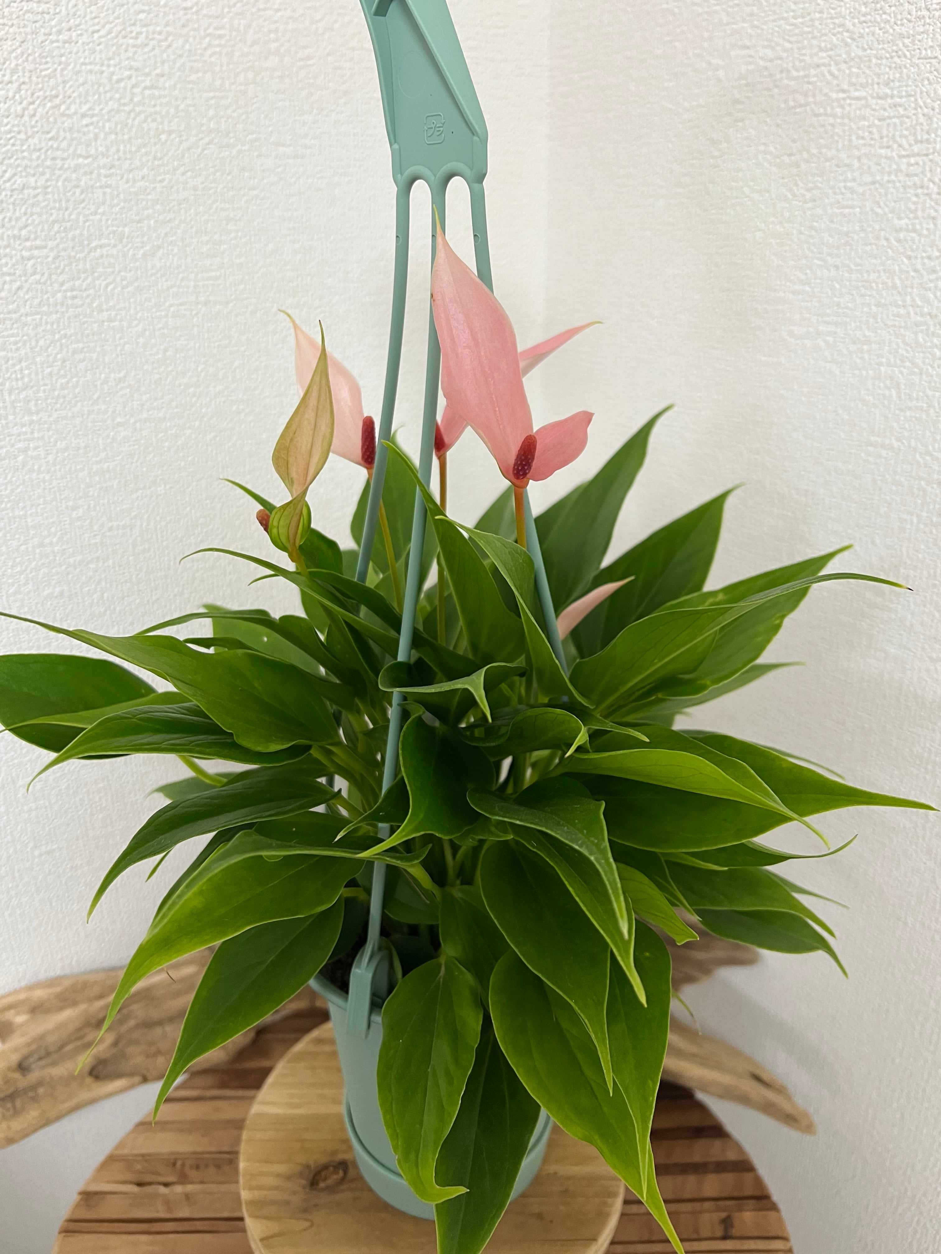 アンスリウム リリー