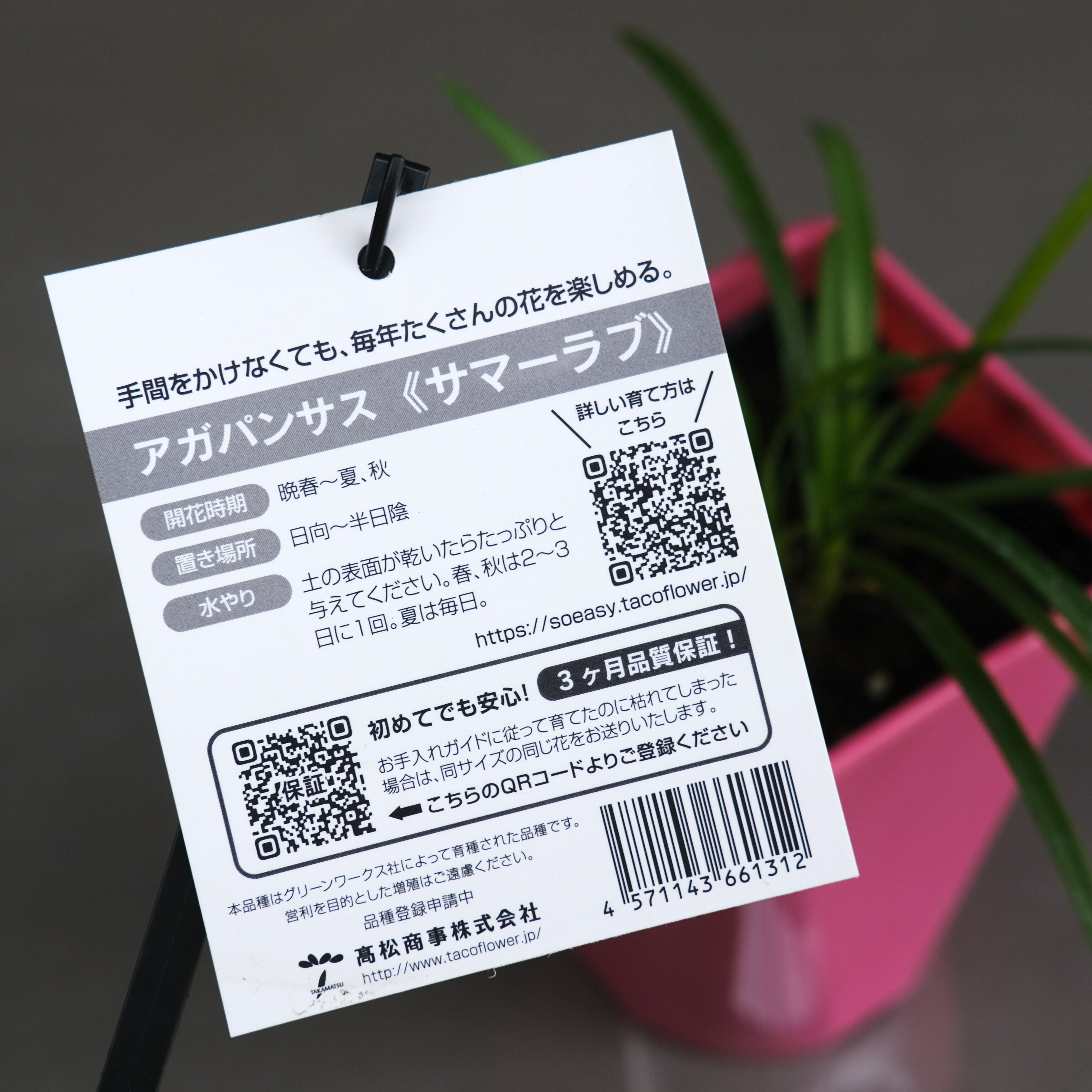 アガパンサス《 サマーラブ・ホワイト 》 | グリーンギャラリーガーデンズ