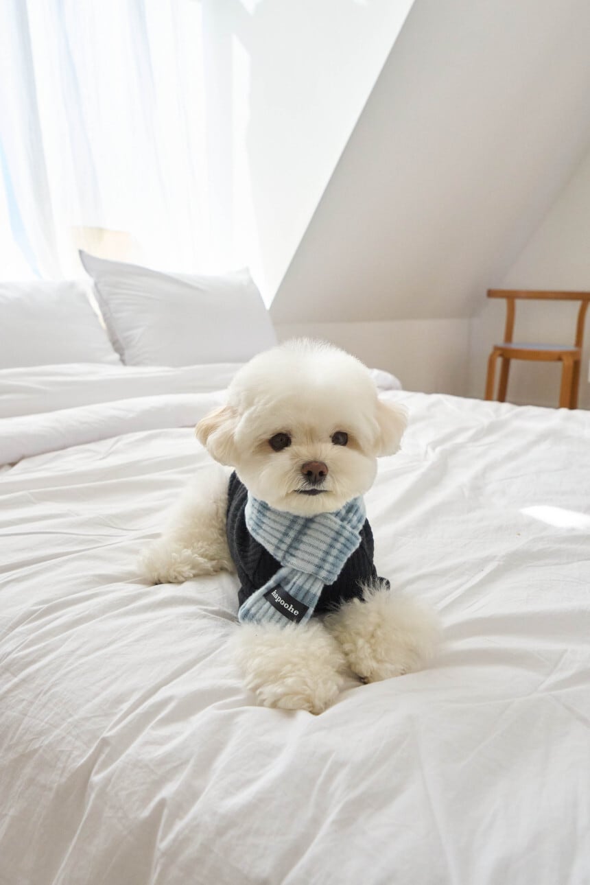 即納] Stripe Label Muffler (soda) | pupuon