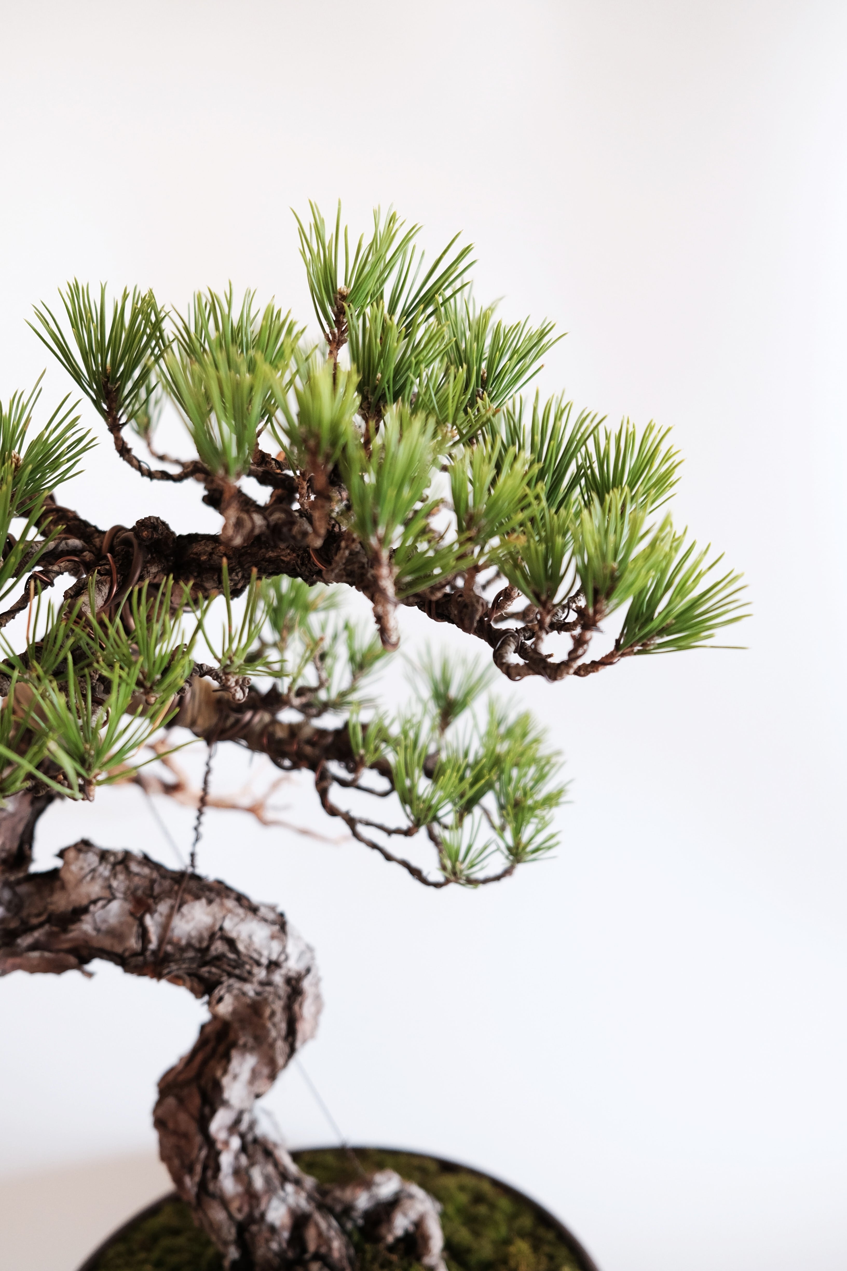 3. 赤松 Akamatsu (Red pine) | BONSAI CLUB TOKYO