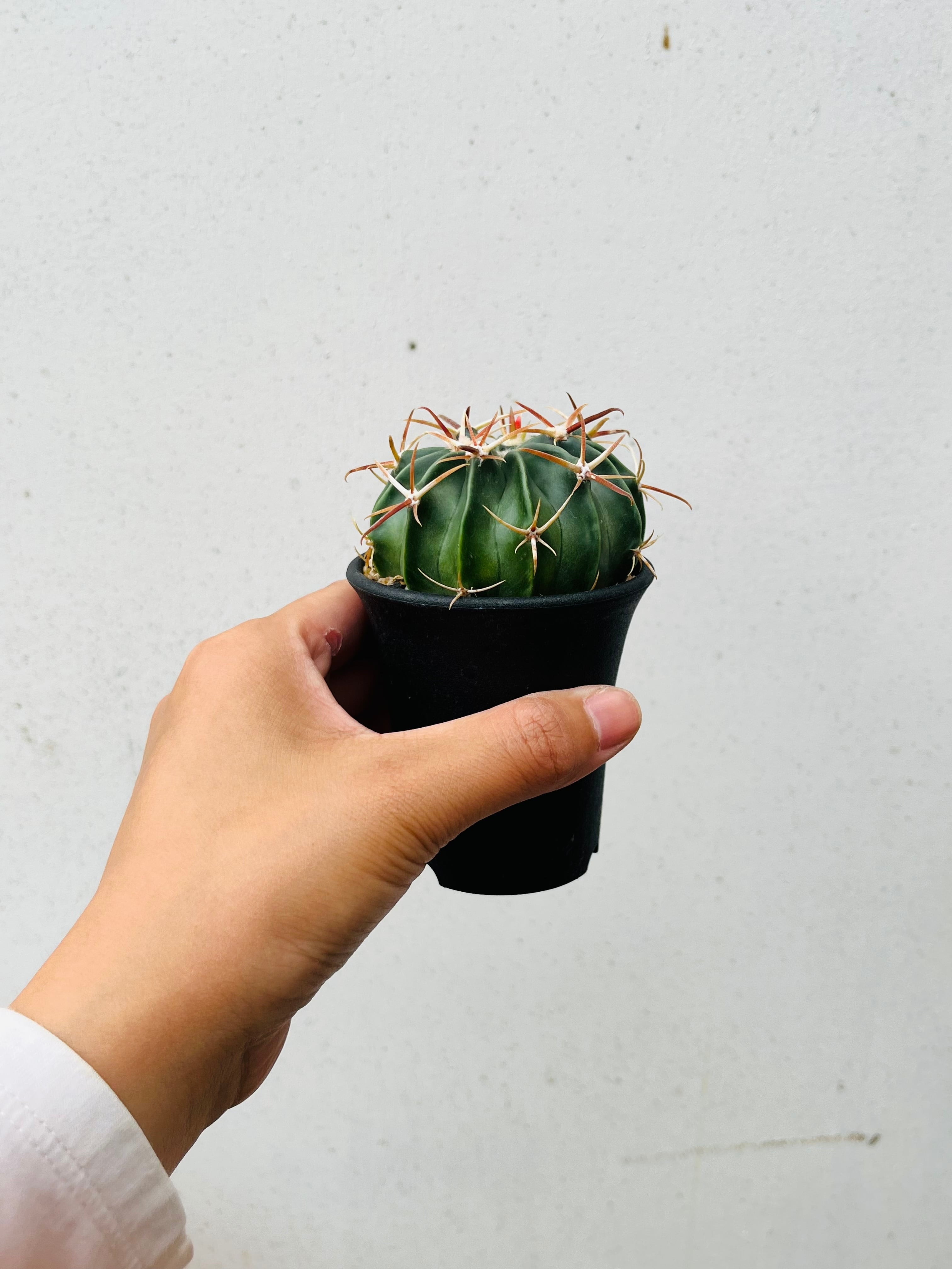 綾波　台付　サボテン Echinocactus texensis エキノカクタス 綾波 サボテン | plants