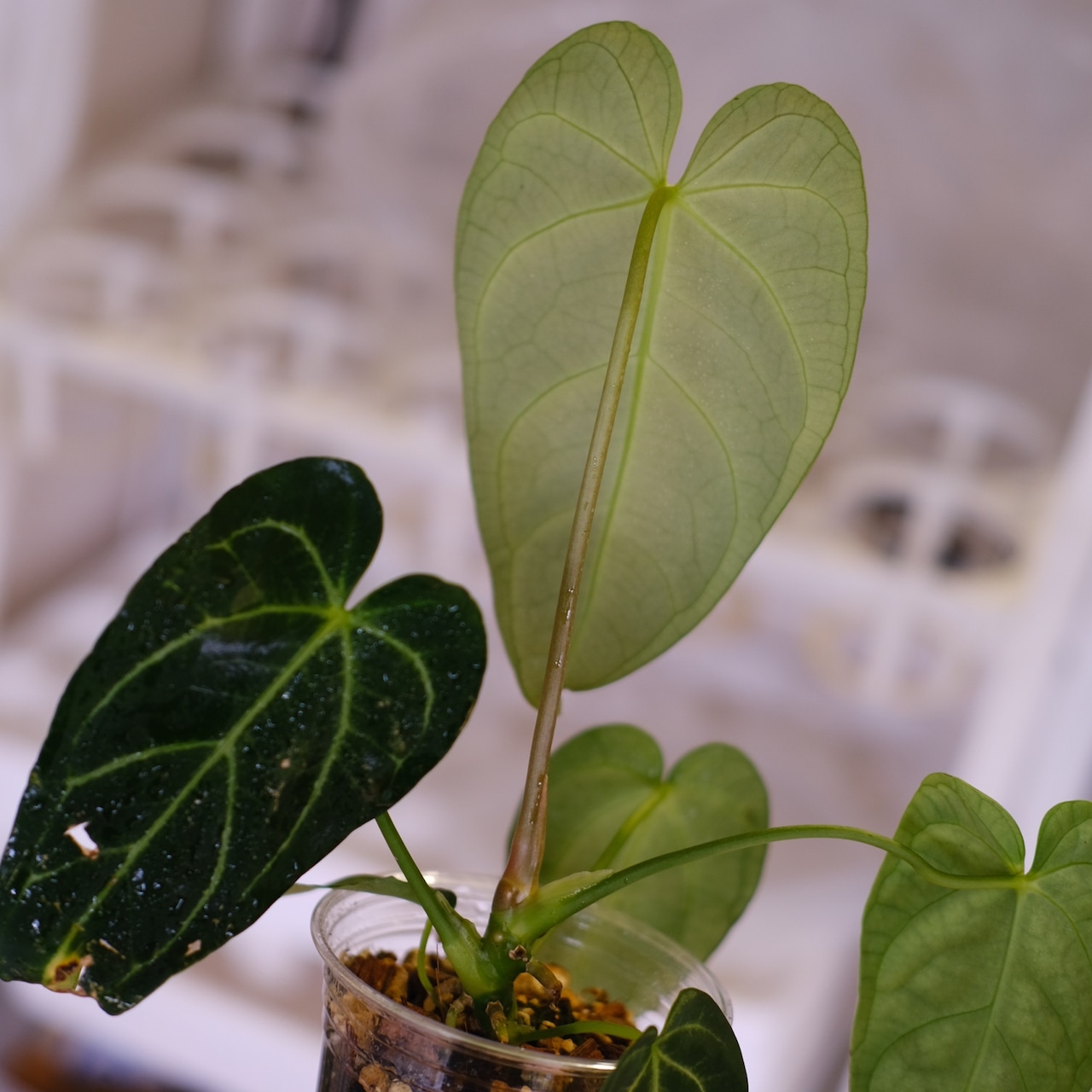 アンスリウム・レガレ│Anthurium Regale㉔│観葉植物