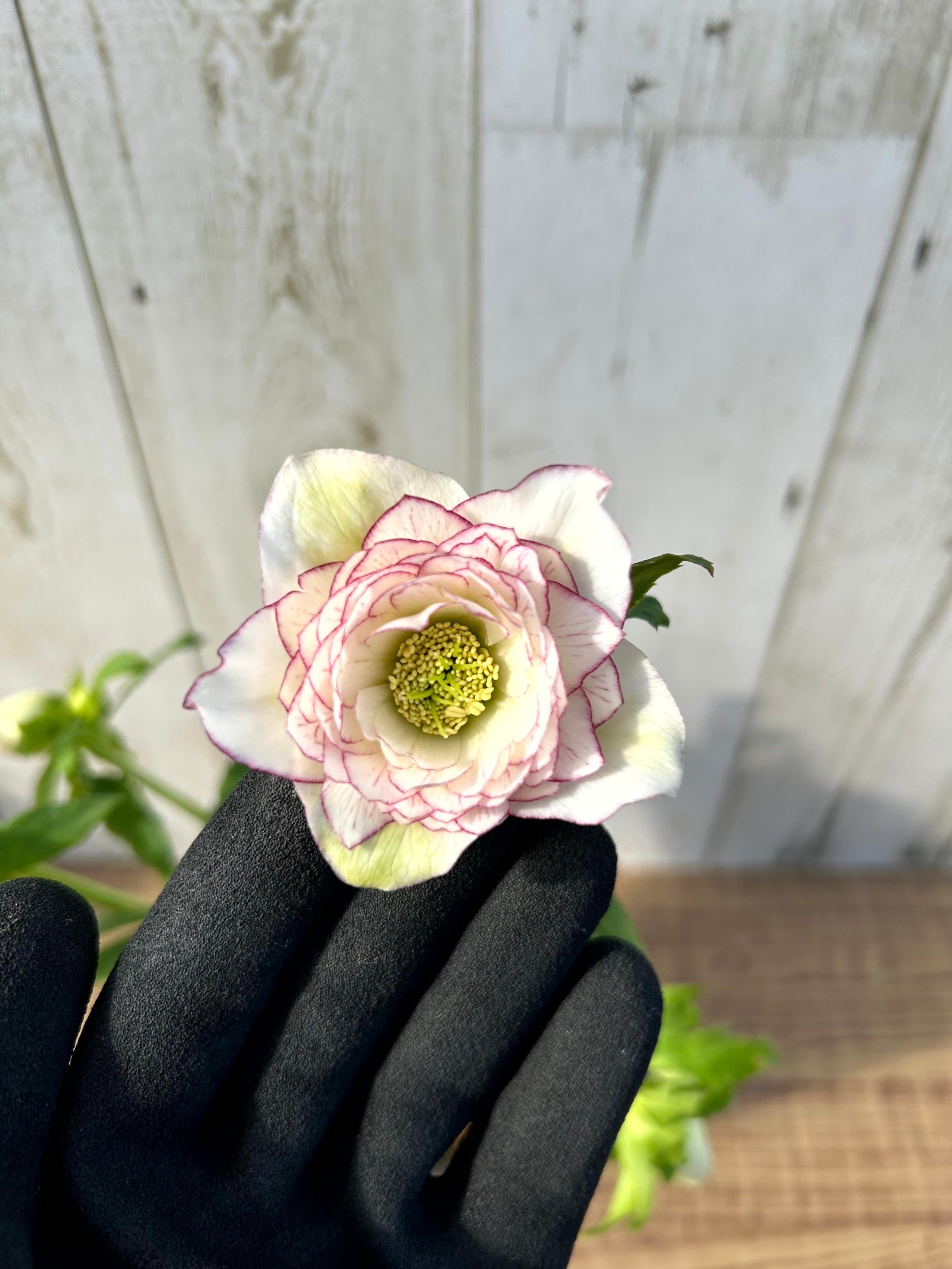 1/10up クリスマスローズ（加藤農園）キラメキ☆ディープレッド CR