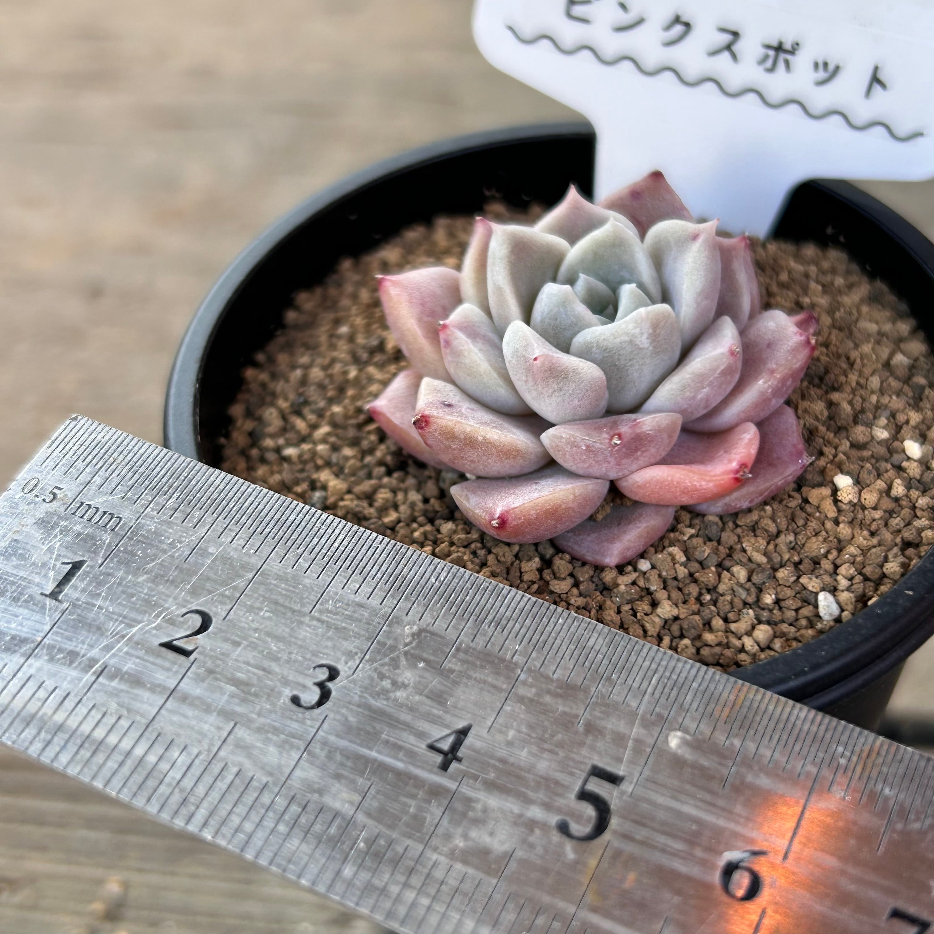 ピンクスポット | RuPo 多肉植物専門店