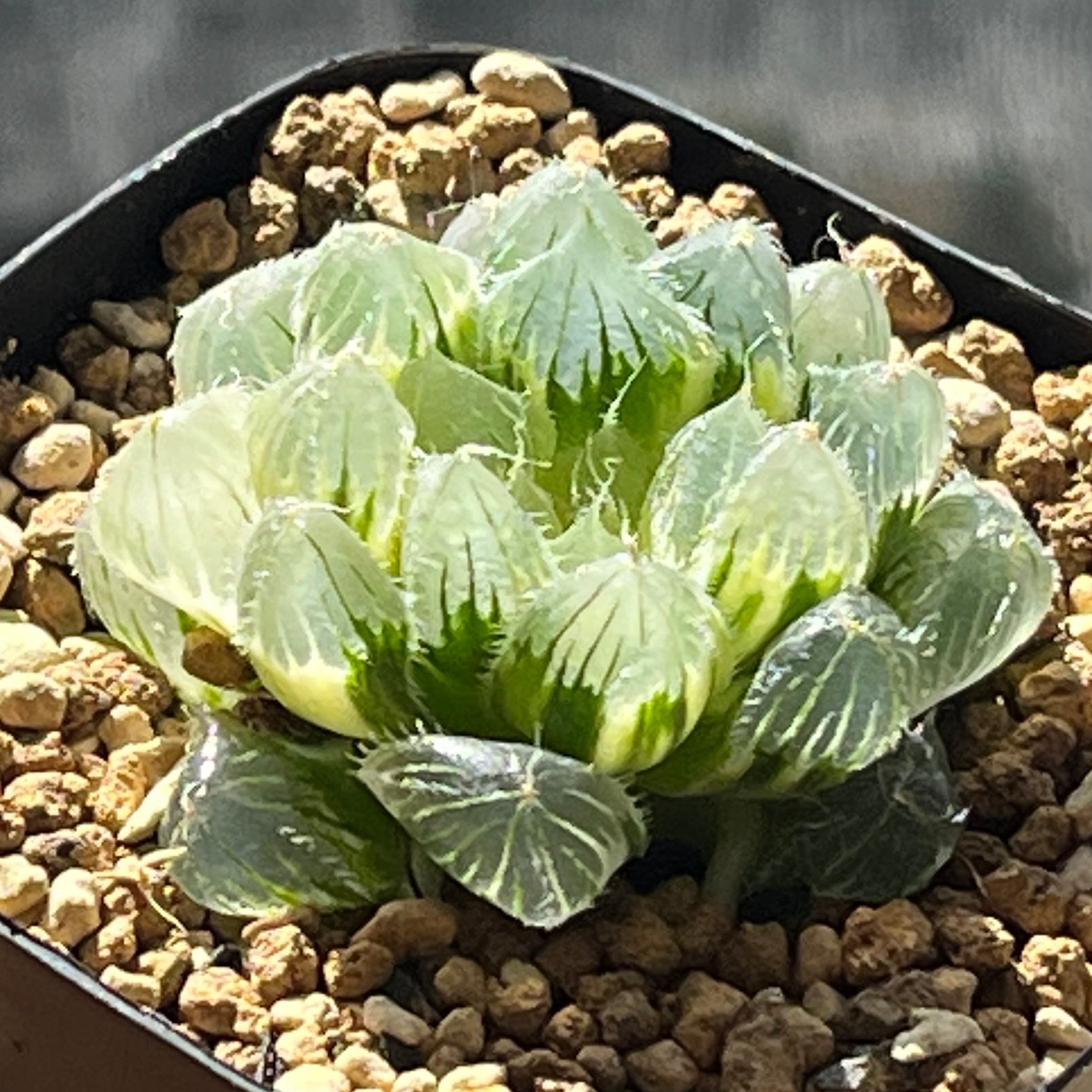 ハオルチア オブツーサ錦 竜珠 | mocono_plants