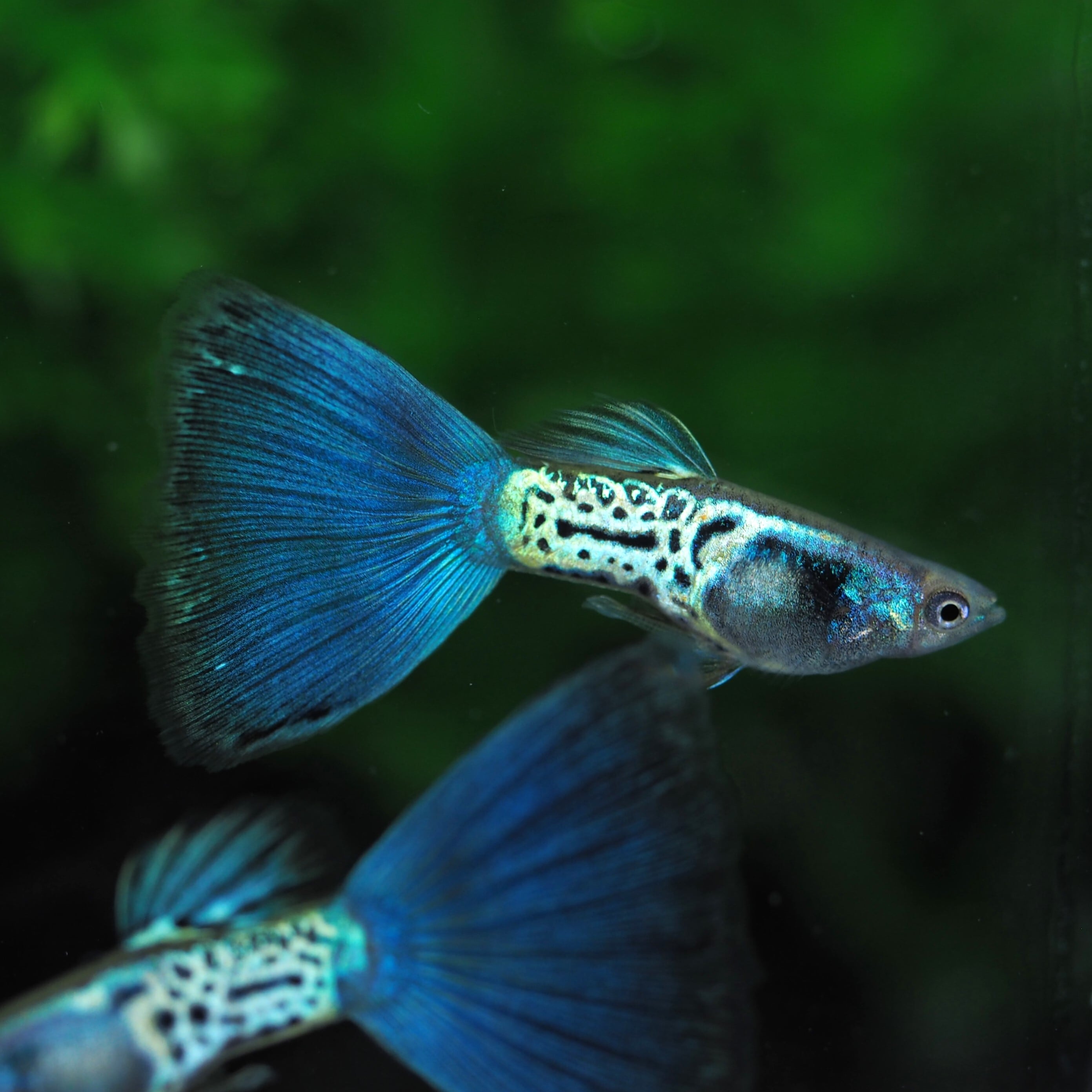 上物メタルブルーテール 1ペア | 伊豆グッピーファーム