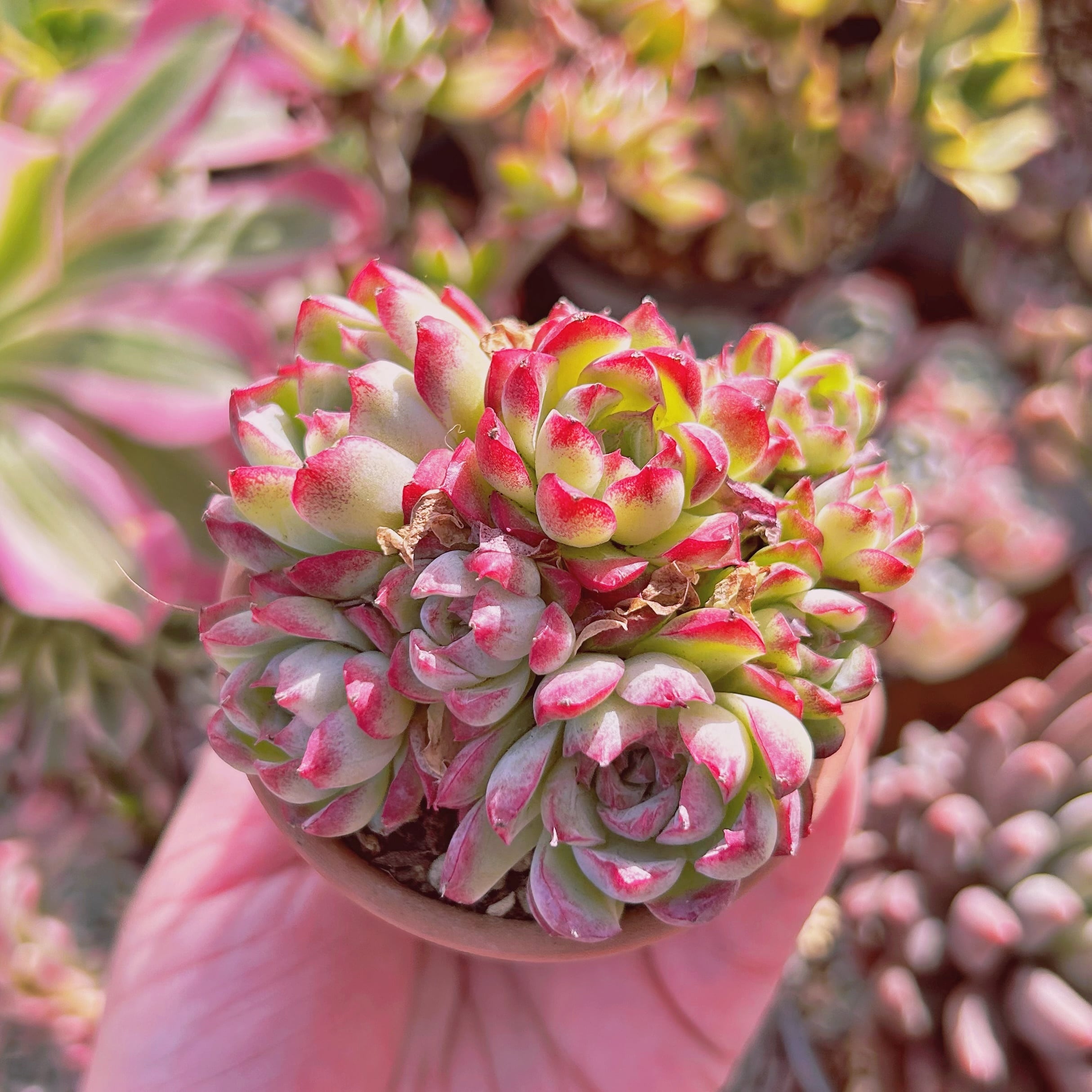 多肉植物 Echeveria 新品種 ルビーエッジ 5頭以上 群生 | るる農園