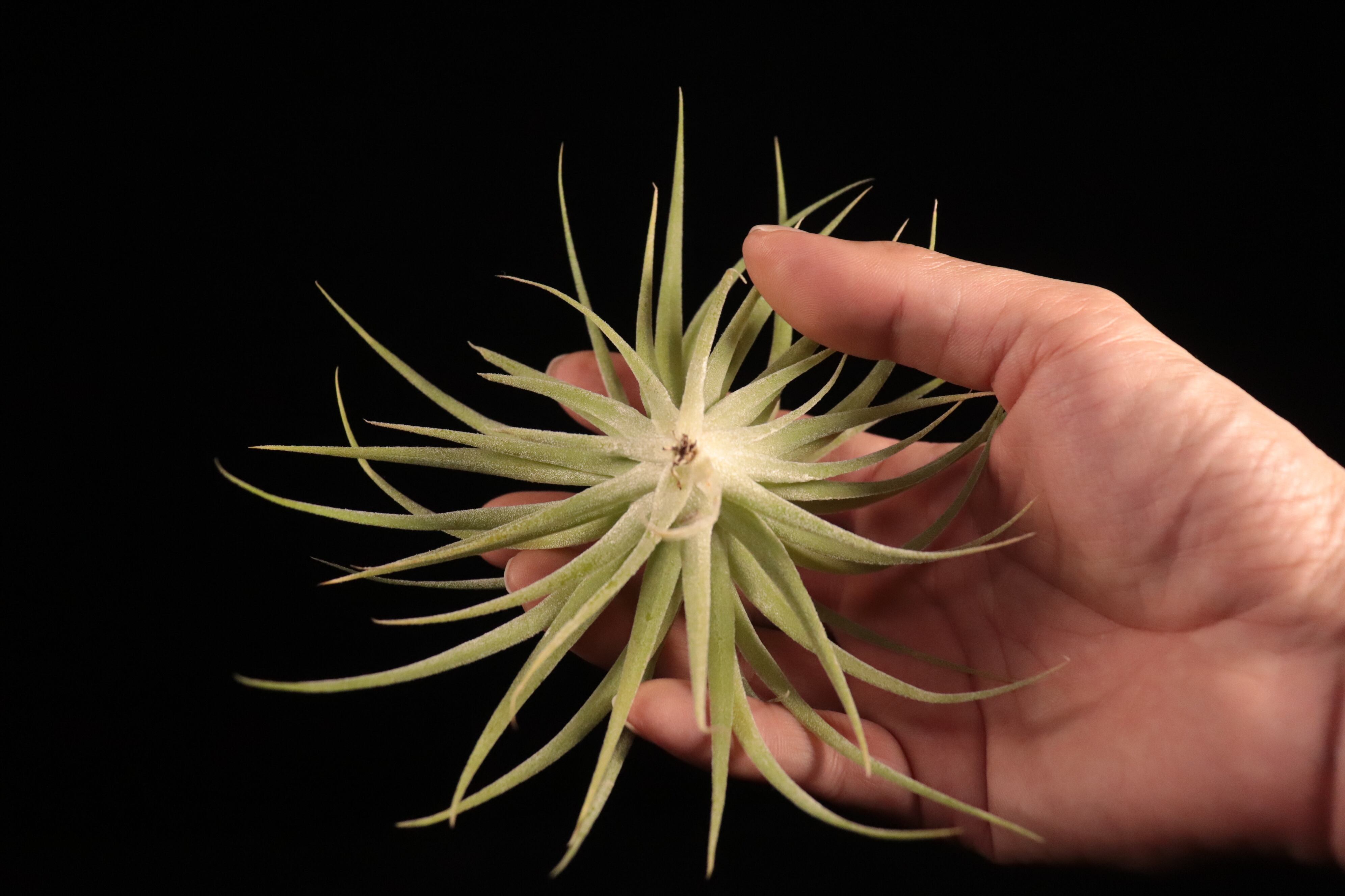 送料無料】geminiflora〔エアプランツ〕現品発送T4683 | plane plants