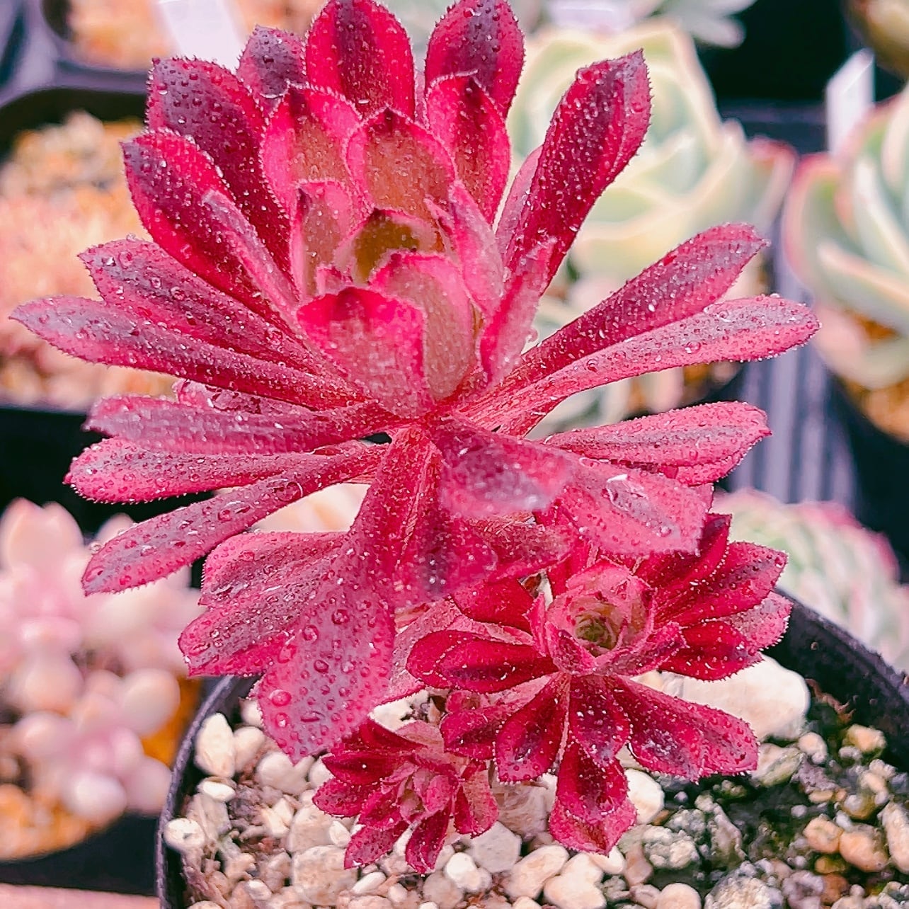 48#多肉植物アエオニウム錦❤️童言❤️ガーネット中斑錦 ❤️15頭14cm拔き苗 48#多肉植物アエオニウム錦❤️童言❤️ガーネット中斑錦 ❤️15