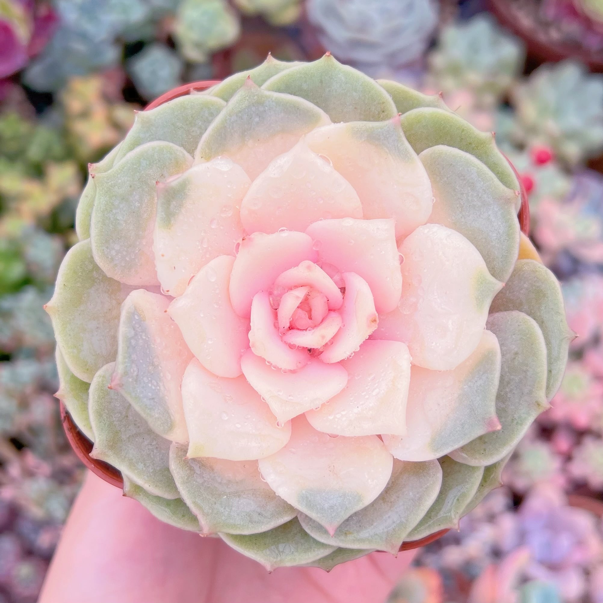 現品　ピンクローラ錦#061　Last one　るる農園