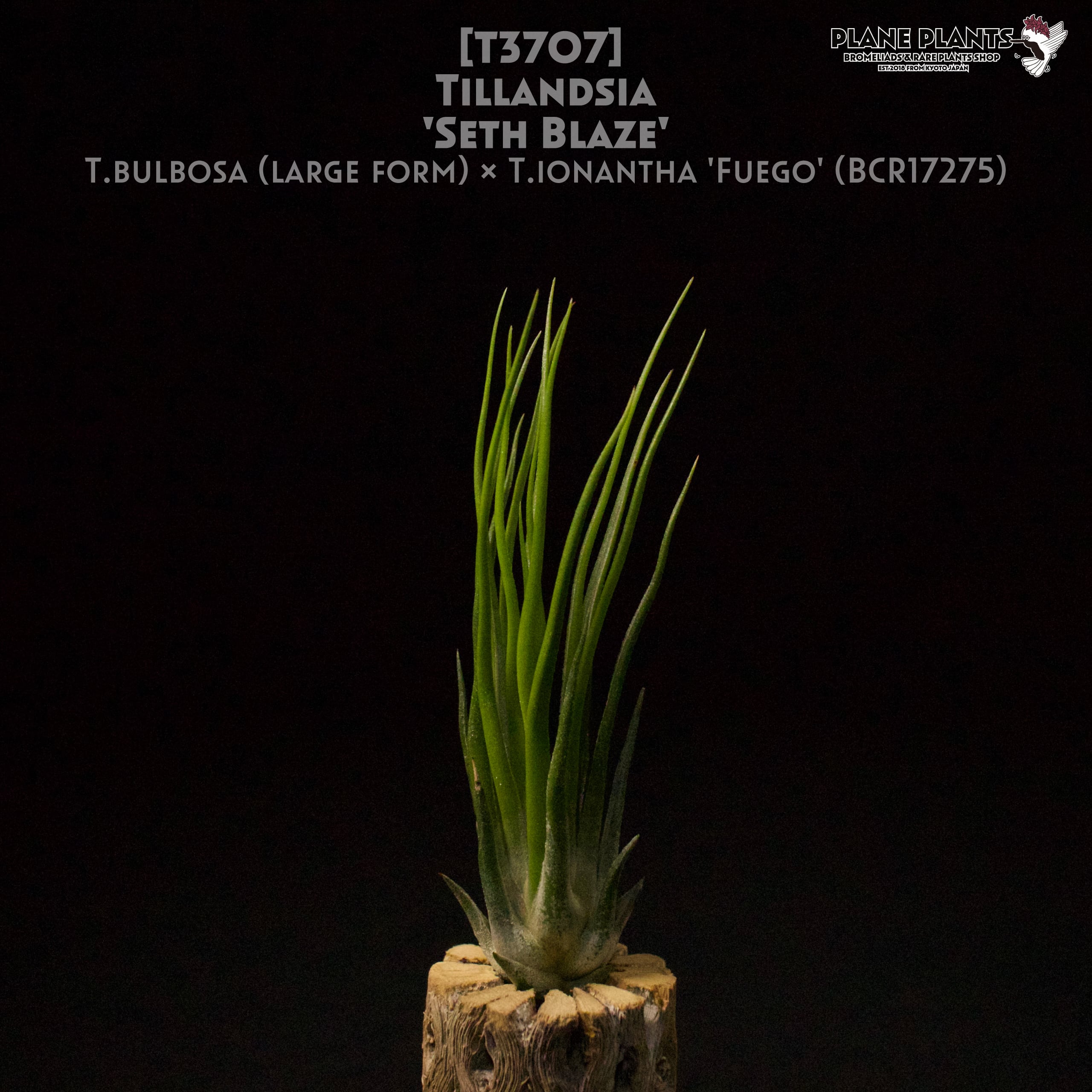 送料無料】'Seth Blaze'〔エアプランツ〕現品発送T3707 | plane plants