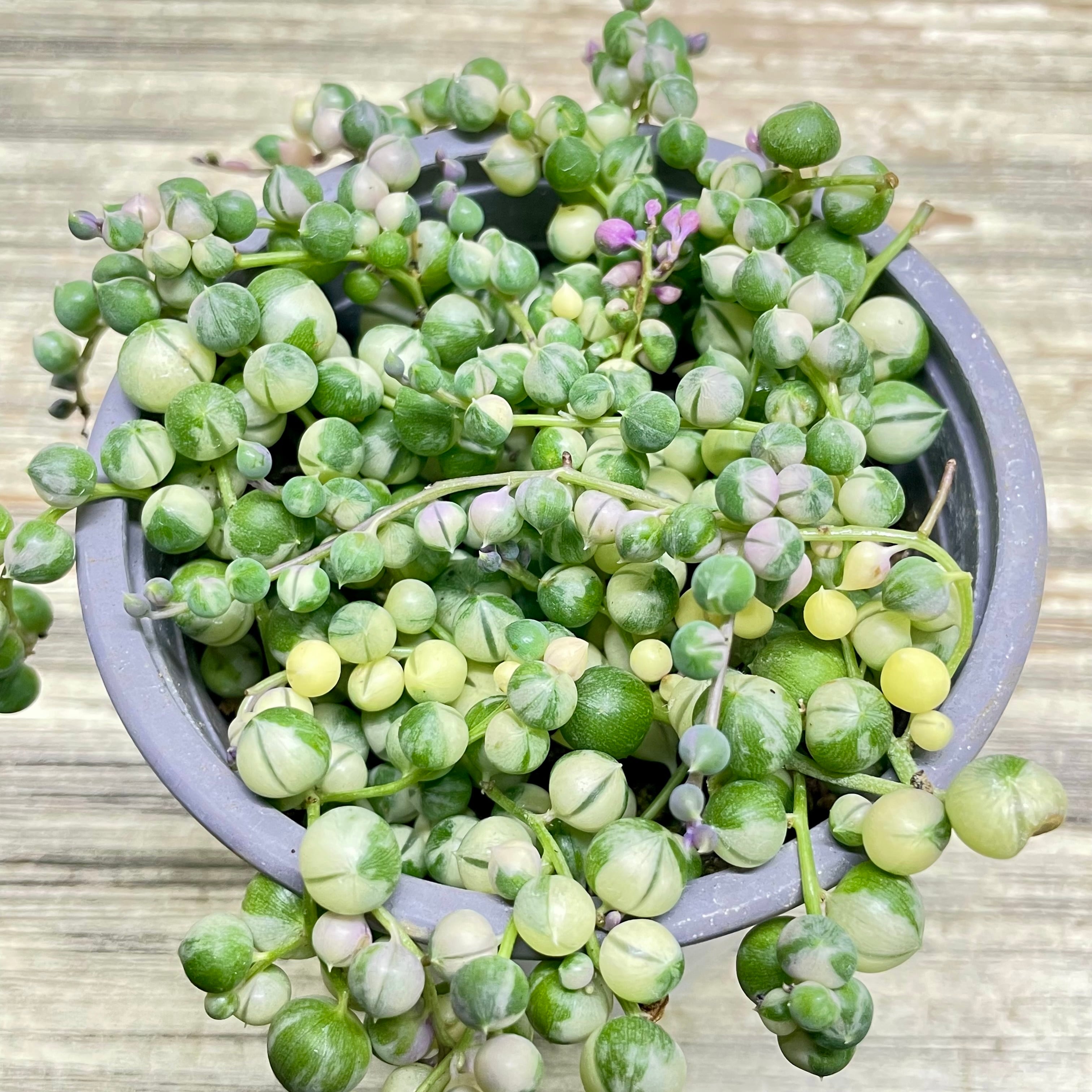 斑入り グリーンネックレス 3号｜小さく飾れる やさしい雰囲気の多肉