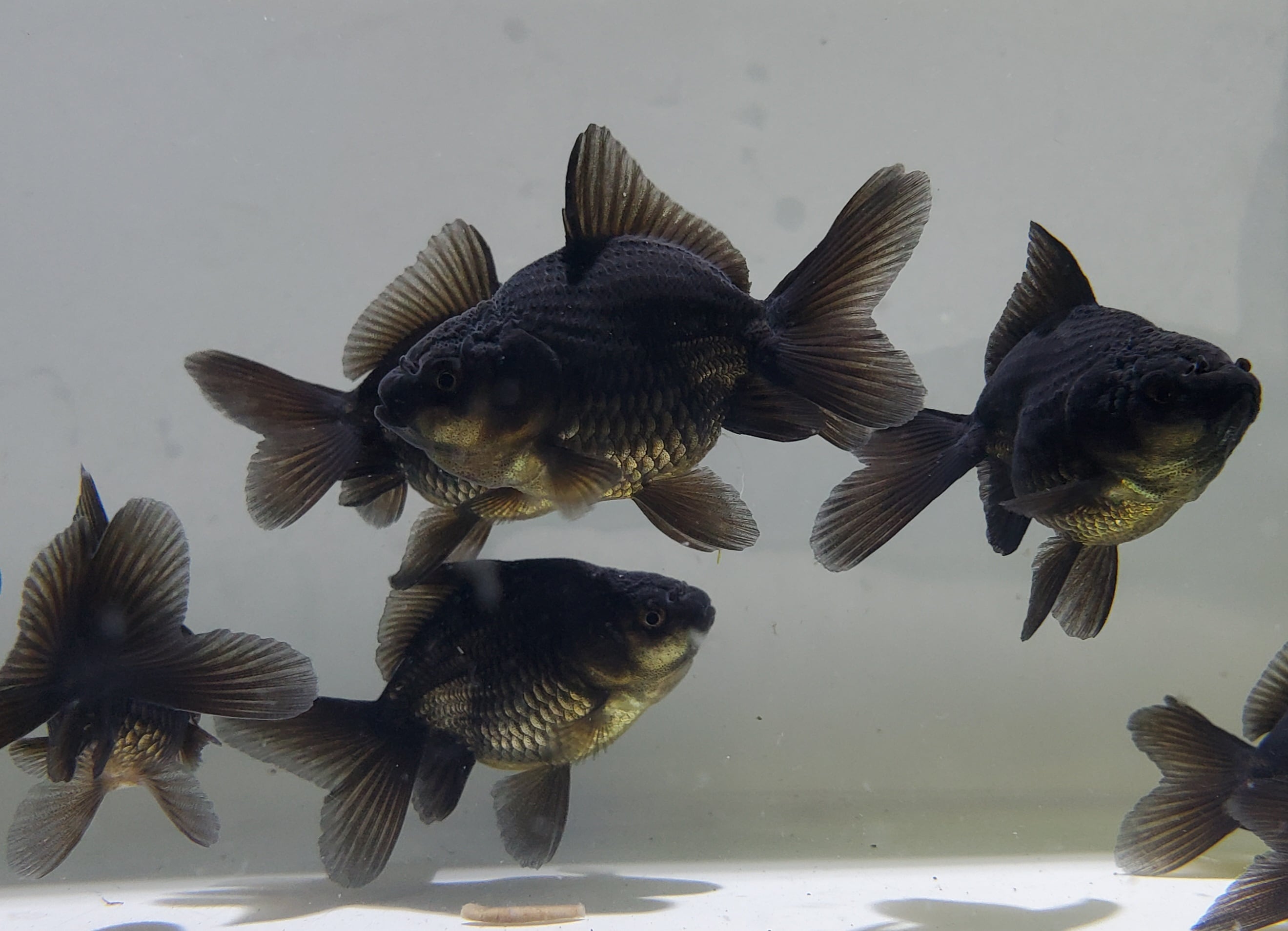 金魚 | 金魚と両生類のお店 さだお