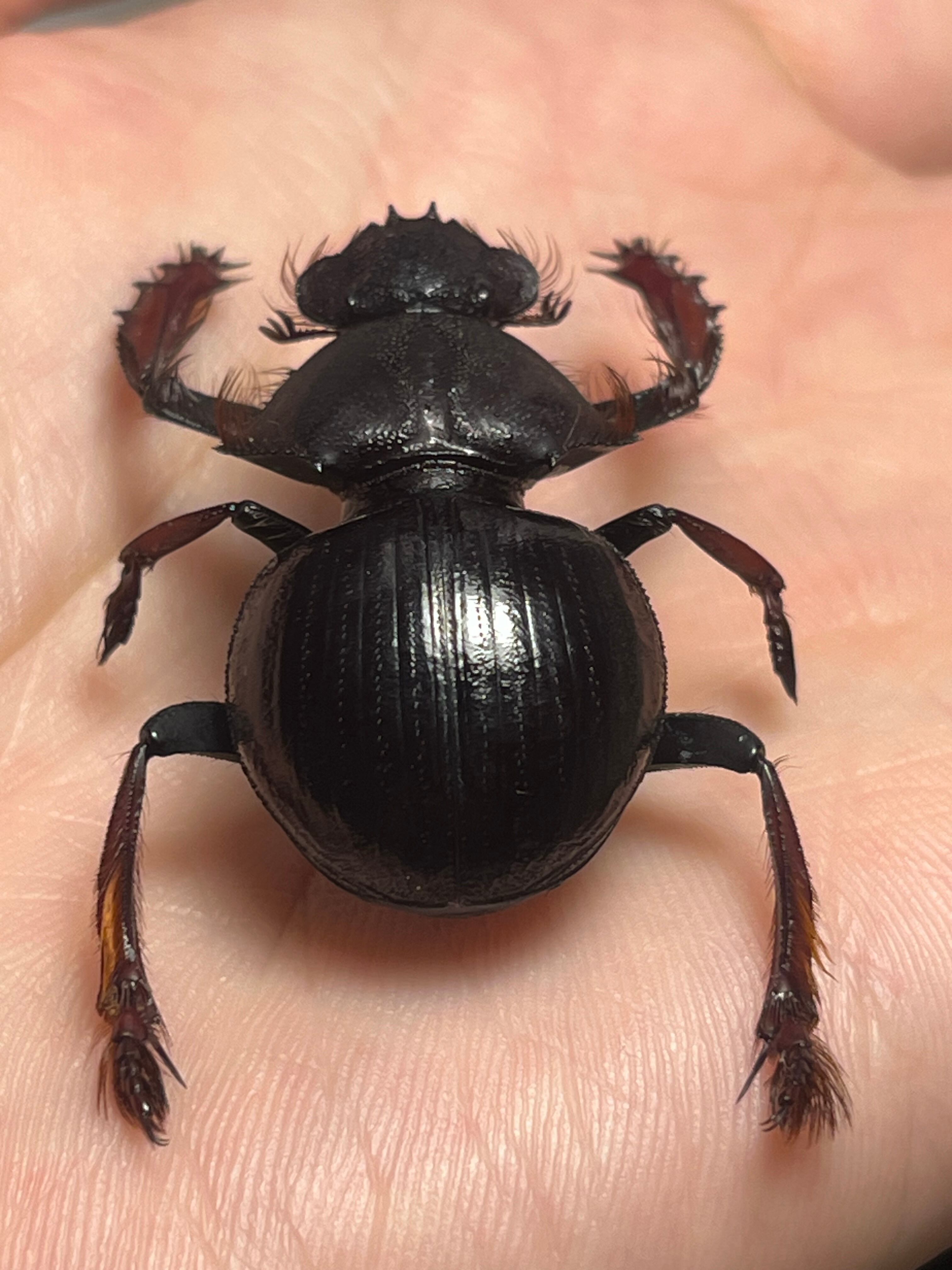 フンコロガシ　標本 属内最大種】Pachysoma rodriguesiアカアシタマオシハネナシタマオシ