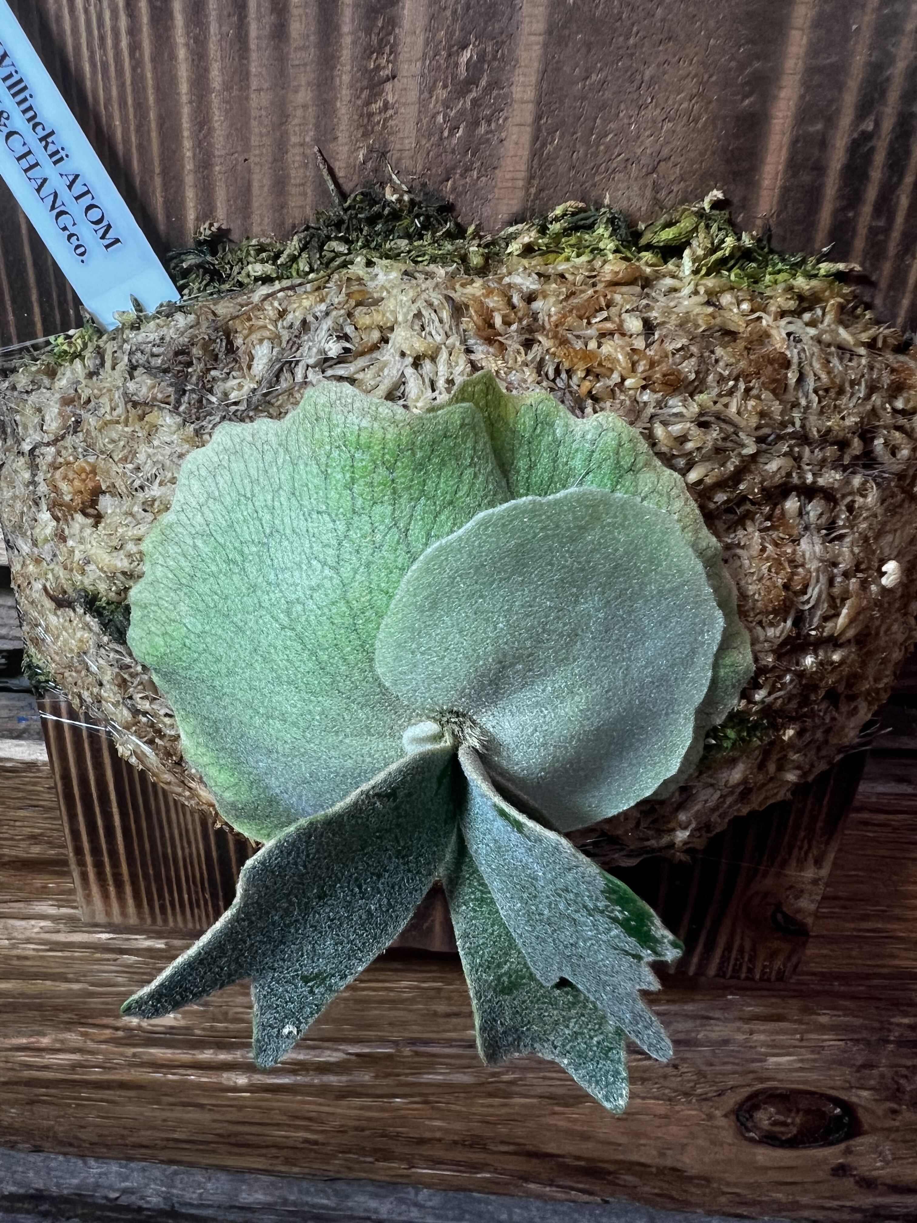 P. Willinckii ATOM | SHIN & CHANG CO.