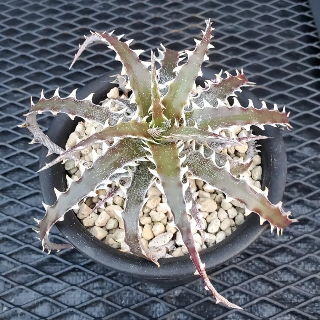 F00432_Dyckia 'Evil Wing'：ディッキア・イーブルウイング（子株