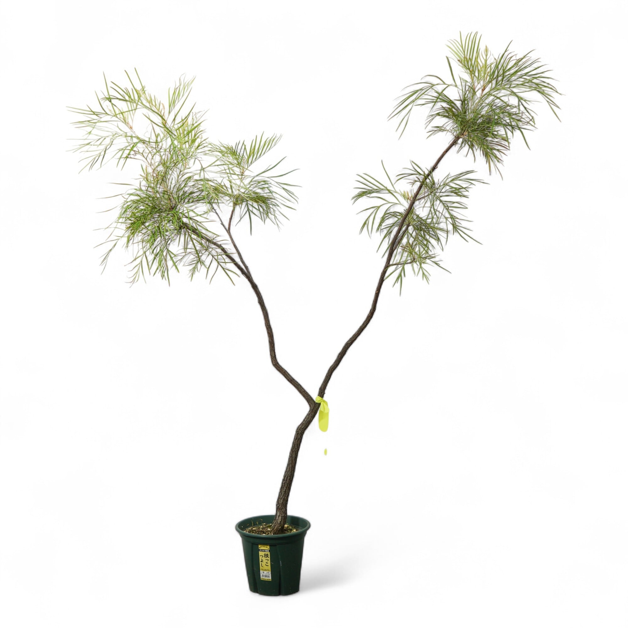 特価❣️ドロサンテマ キラキラ レインボーキャンディーボール 抜き苗