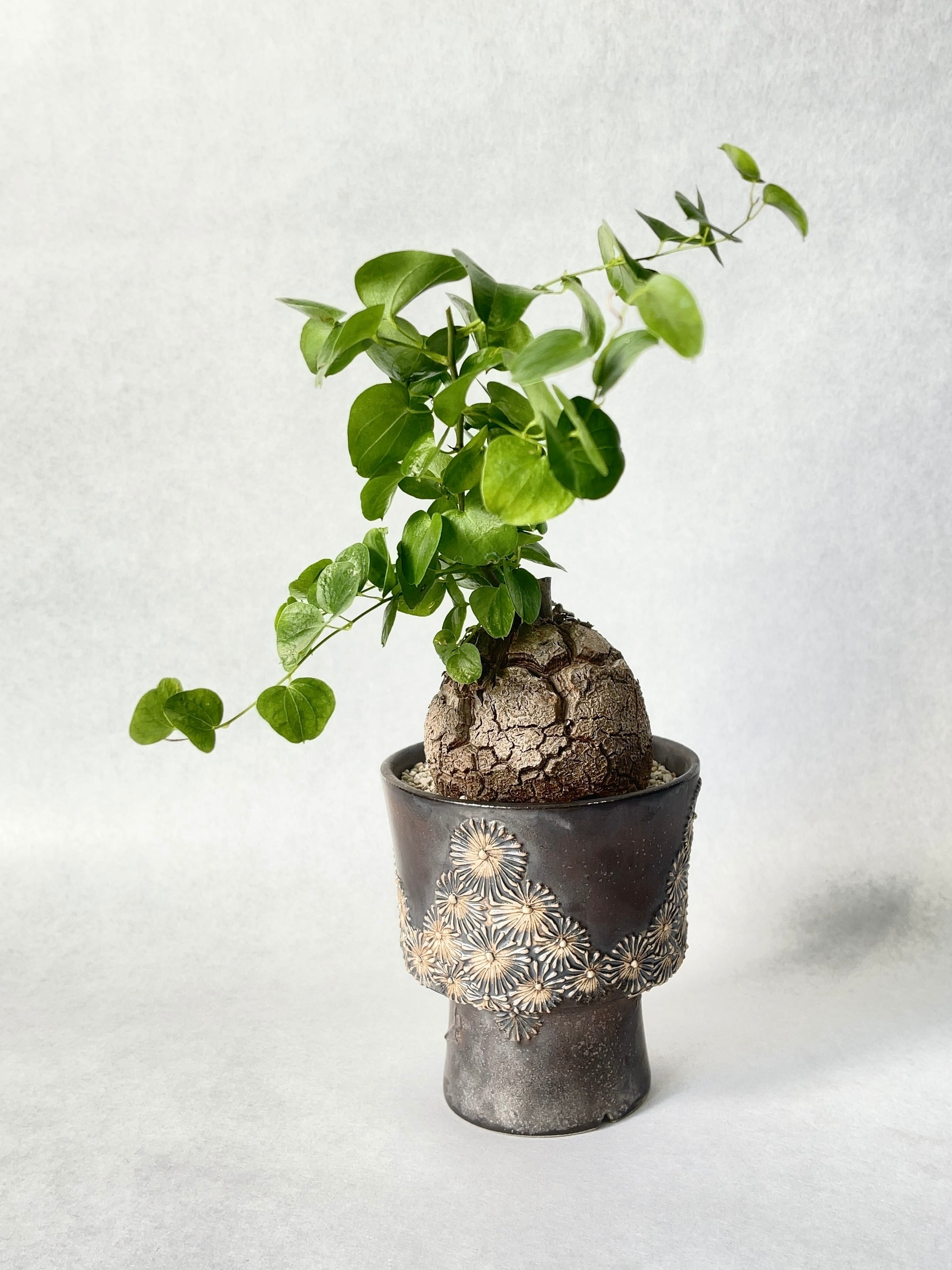 羅本製所 亀甲竜 Robinceramicstudio kps k.p.s 羅本製所 亀甲竜 Robinceramicstudio kps k.p.s 亀甲竜の通販 | 塊根