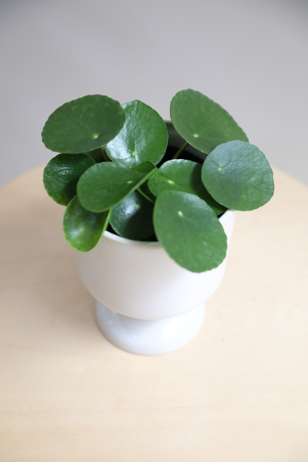 【S】ペペロミア オイデス/Peperomia oides