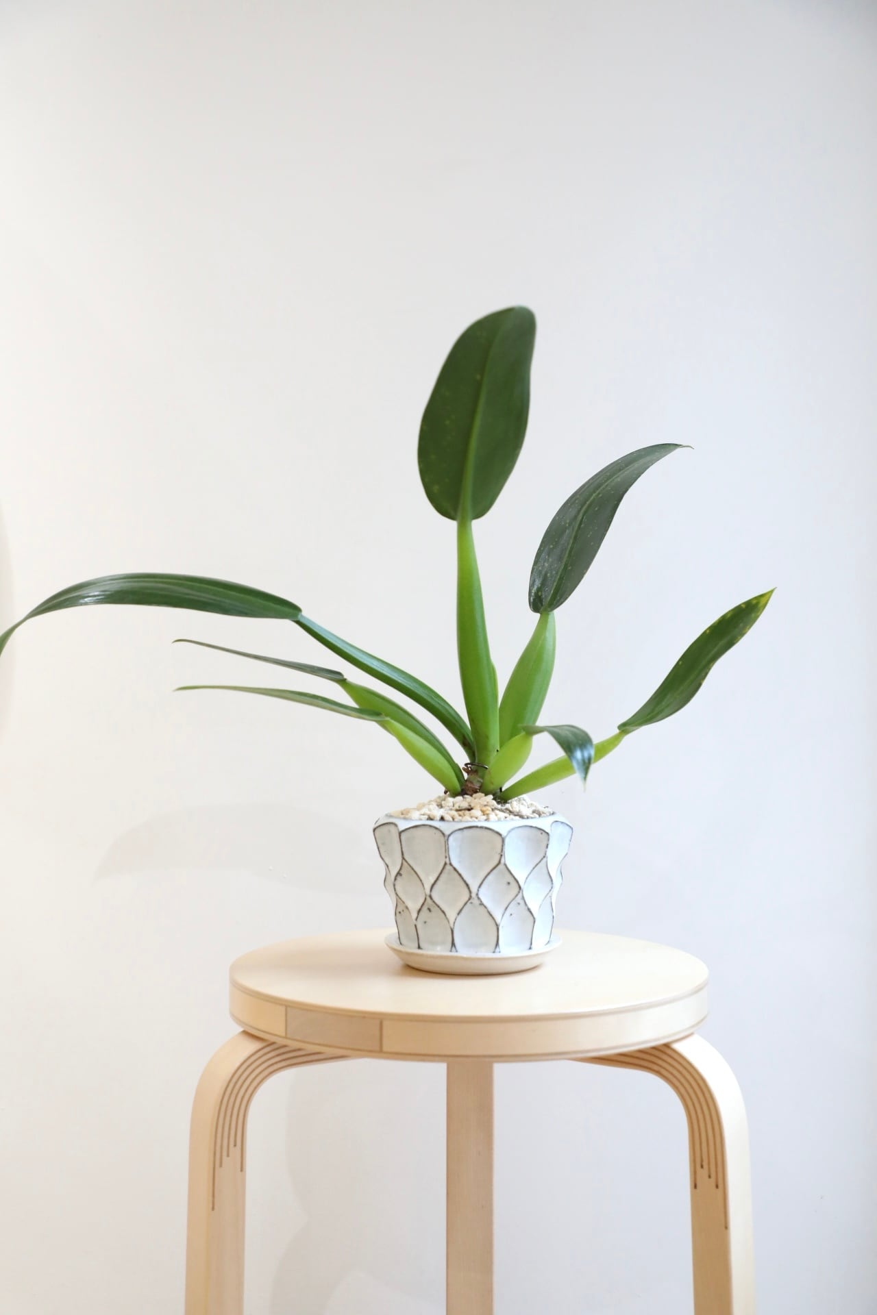 フィロデンドロン FMY×Maximum｜タイ輸入株 発根済み 鉢付き M】フィロデンドロン キャ二ホニウム/Philodendron | 【厳選植物・器