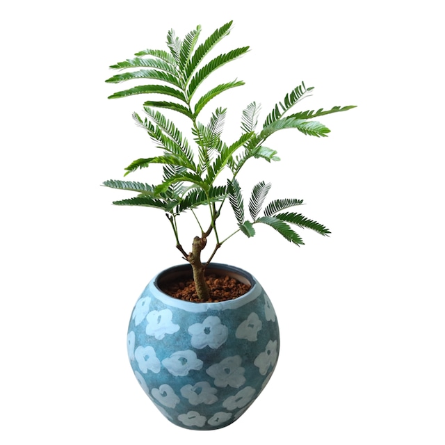 エバーフレッシュ（40cm）