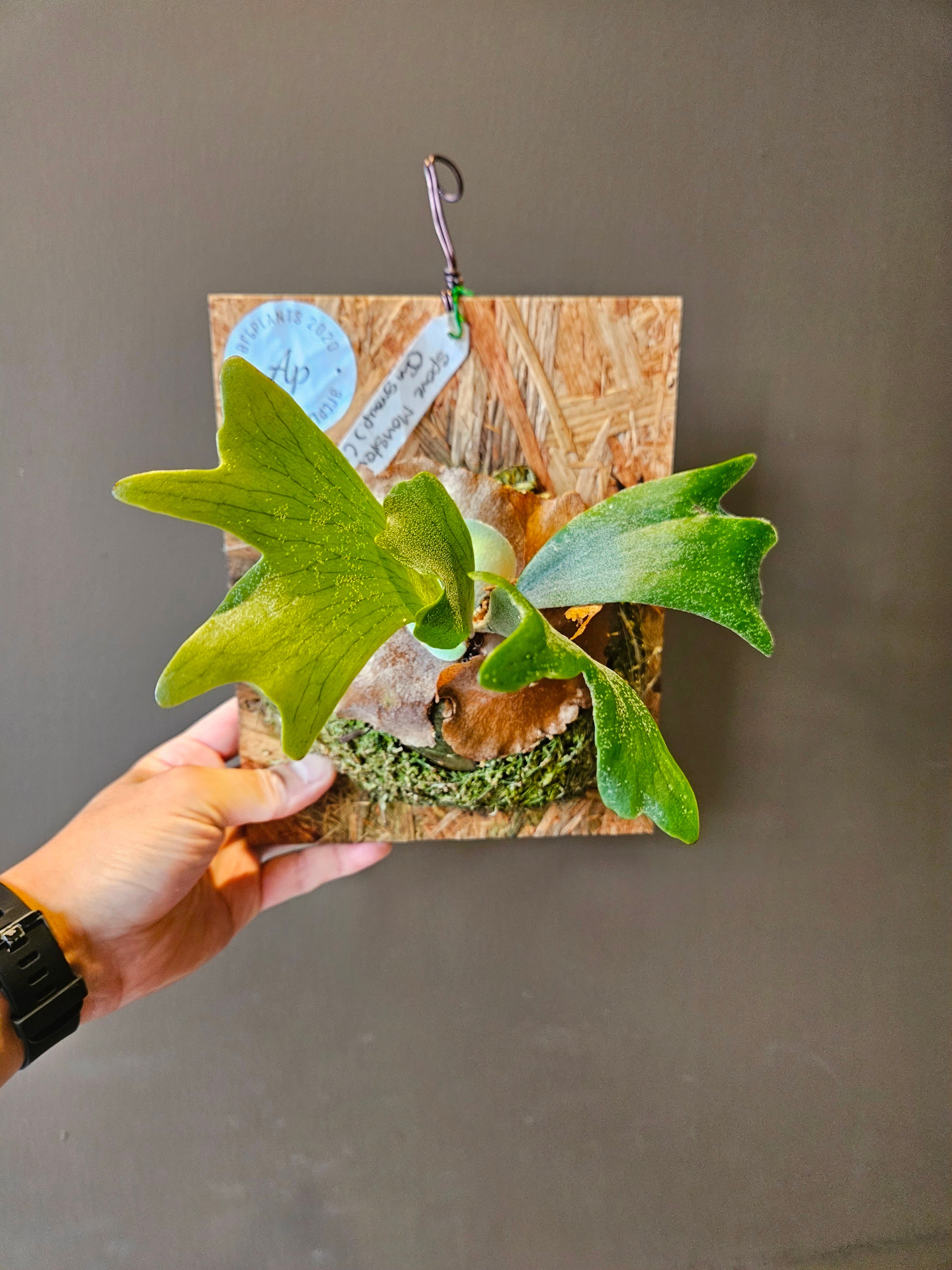P.Monster【artPLANTs】ビカクシダ/Platycerium | artPLANTs （アート