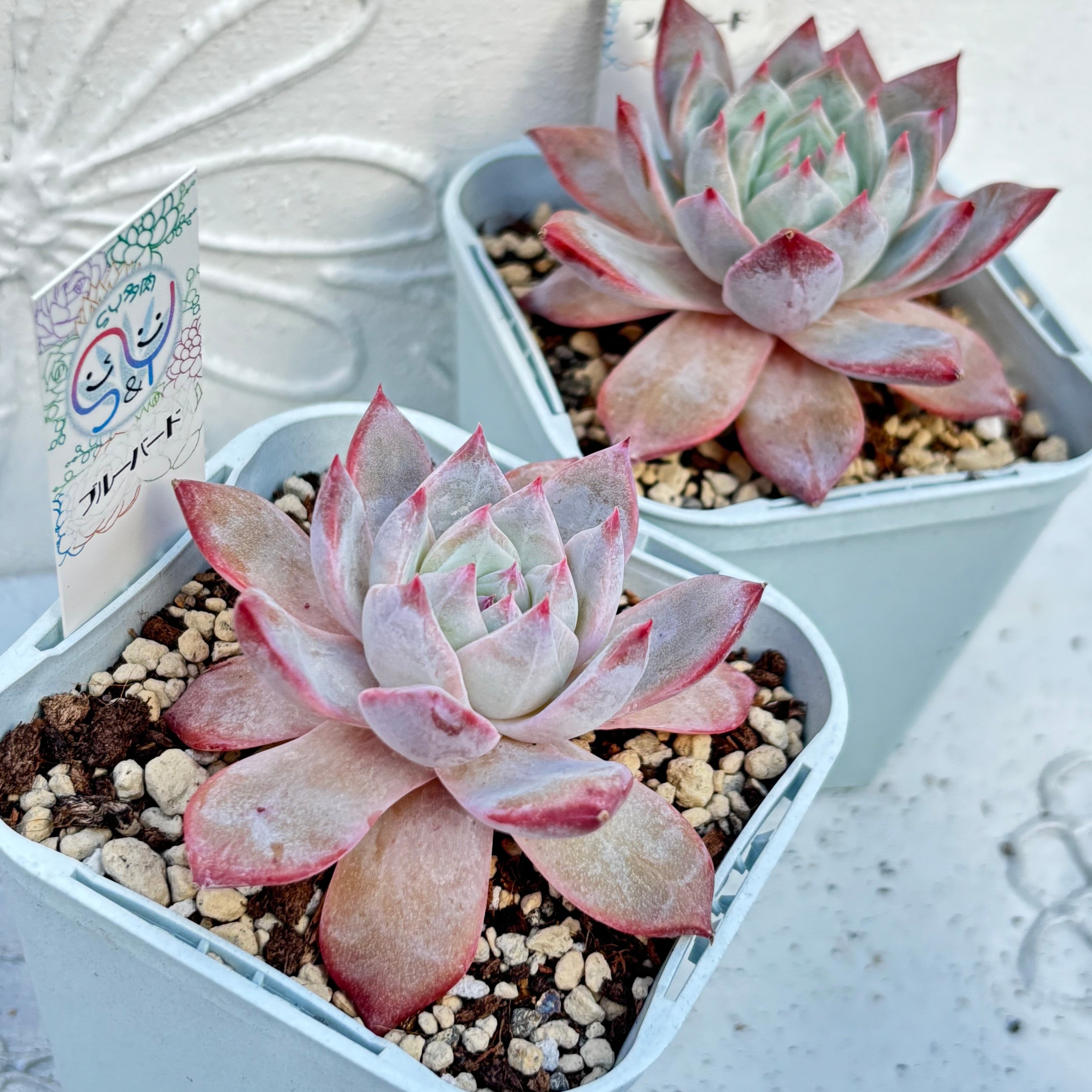 多肉植物 中国苗 韓国苗 販売ショップ SY多肉