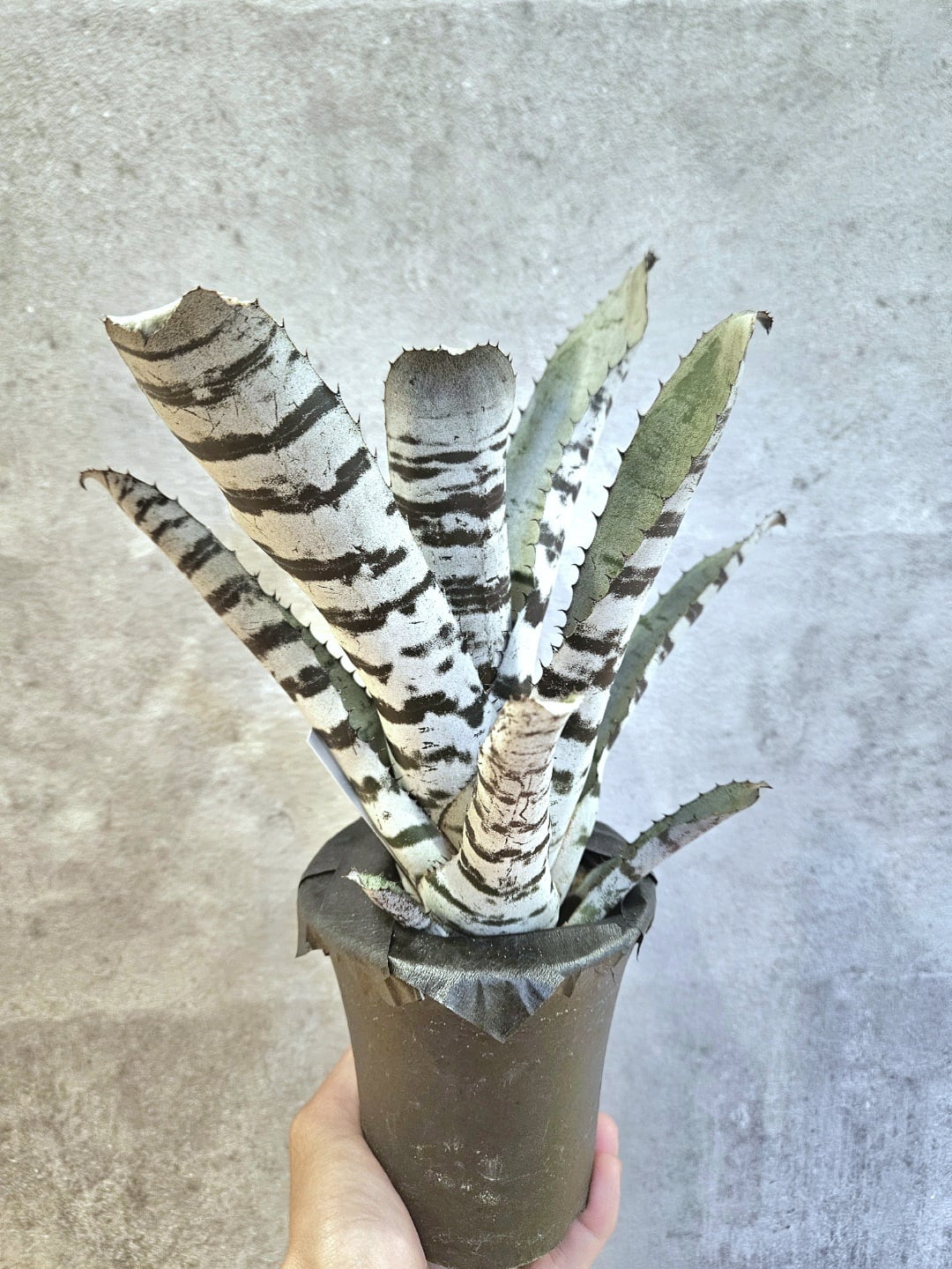 P.willinckii cv.Blue Queen (Pup)【artPLANTs】 ビカクシダ
