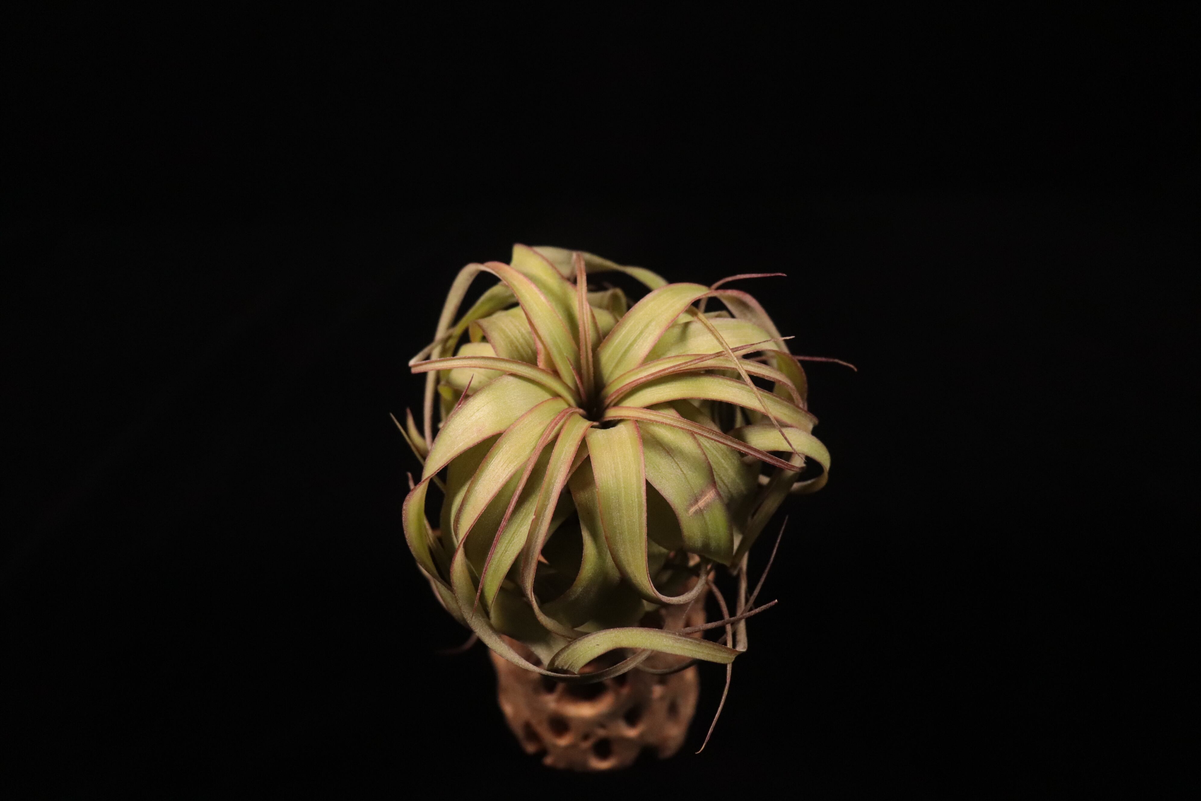Tillandsia 'Eric Knobloch'〔ティランジア〕T5864 | plane plants