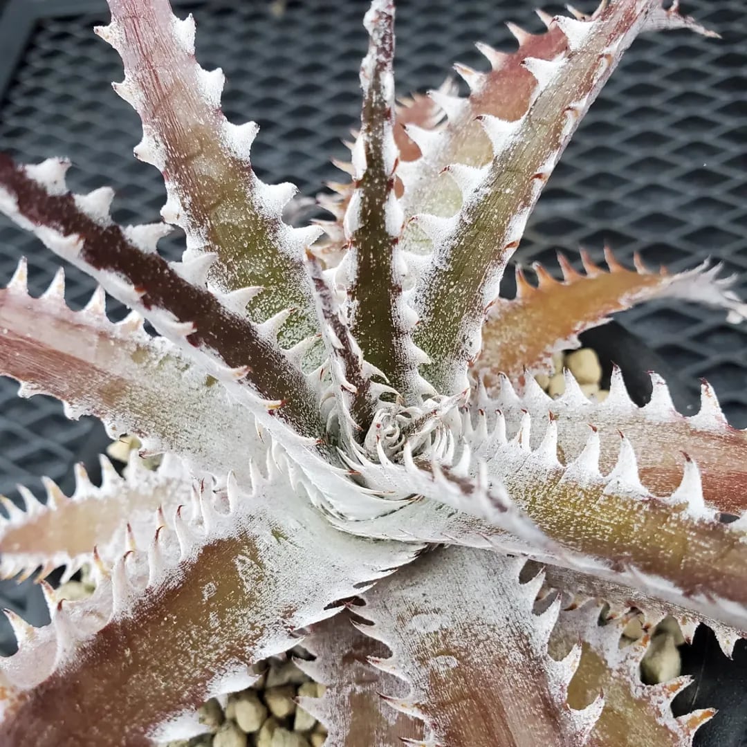 F00132_Dyckia 'Blizzard'：ディッキア・ブリザード（子株） | レア