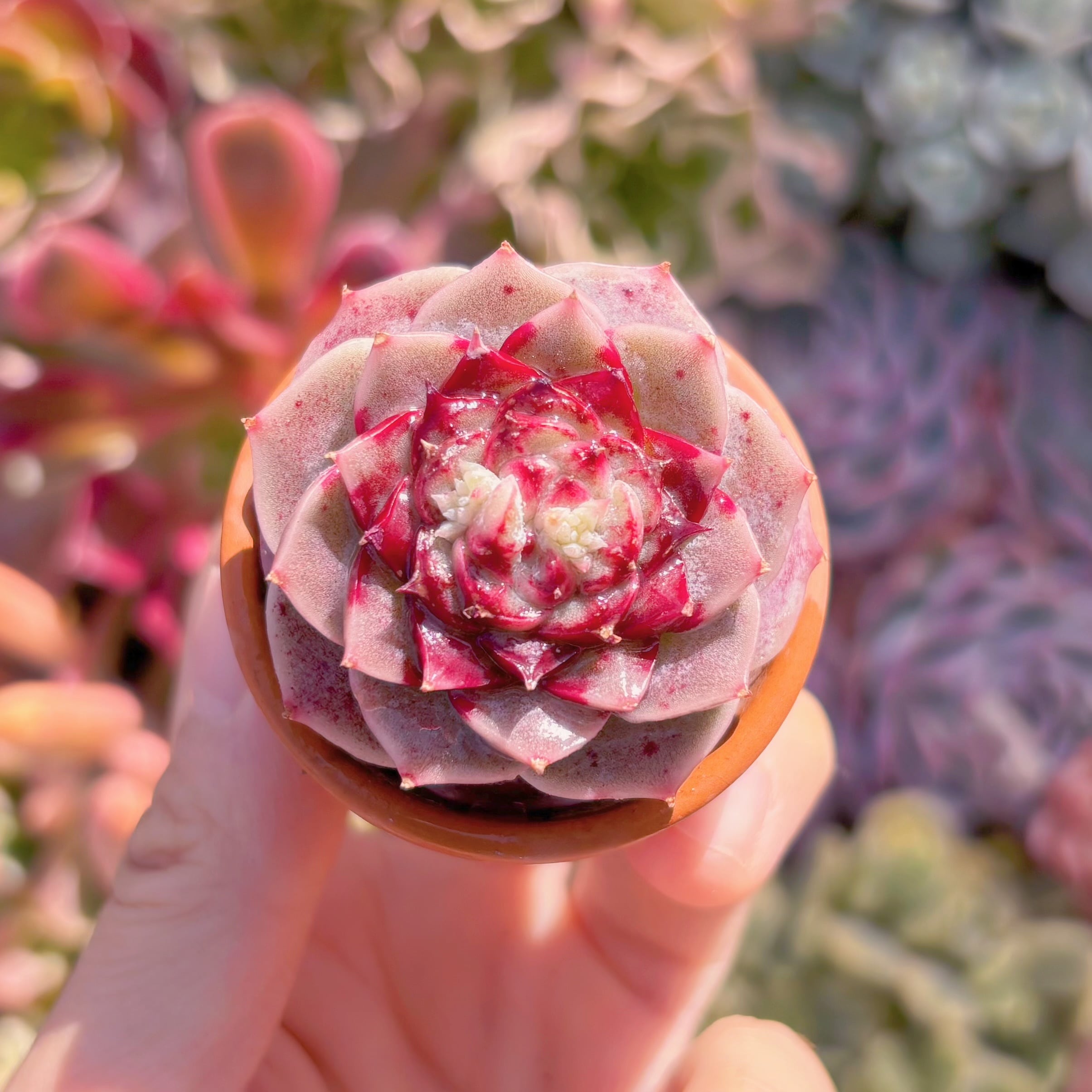 多肉植物　レッドベルベット(小)　新入荷　るる農園