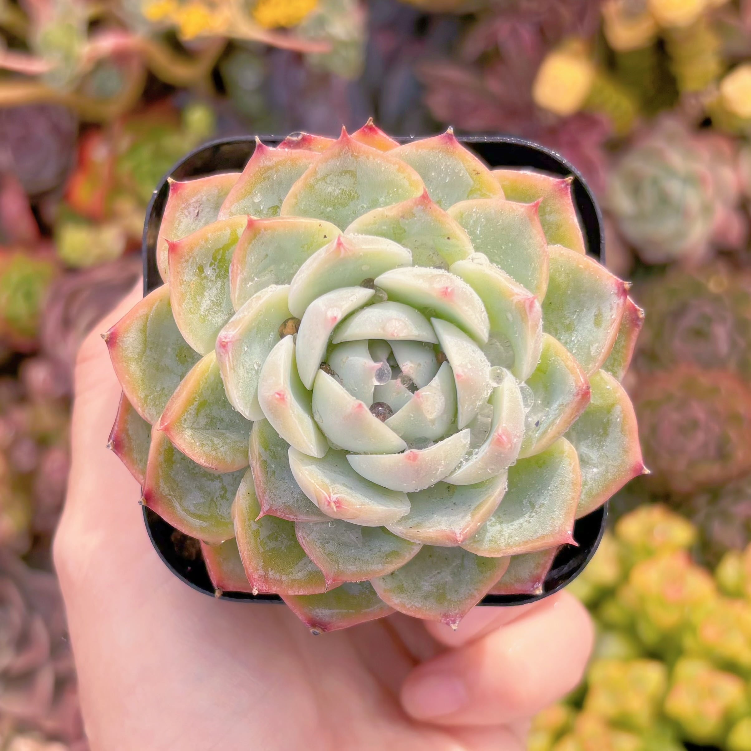 現品　ピンククリスタル#M173　古株　るる農園