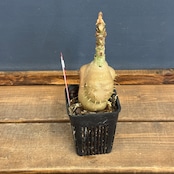 【クリアランス】Myrmecodia tuberosa "versteegii" Timika, Central Papua【1070】